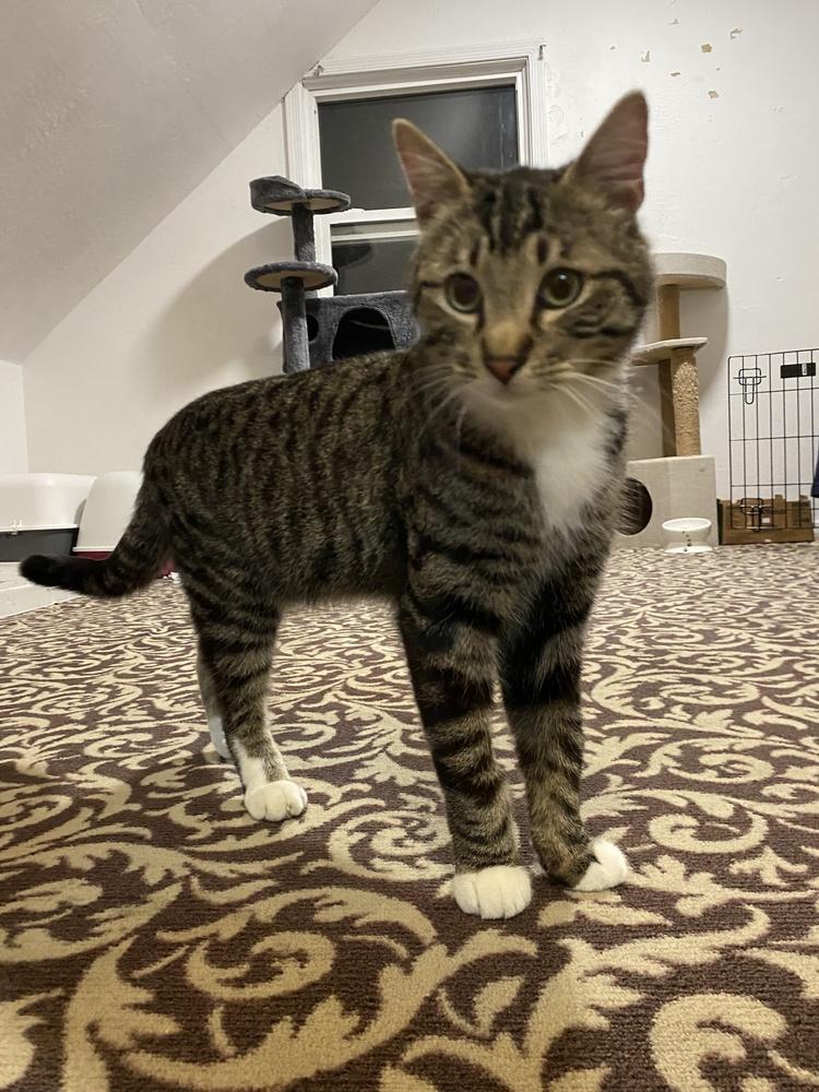 Robbie, Adopted, Young Male Tabby & Domestic Short Hair.