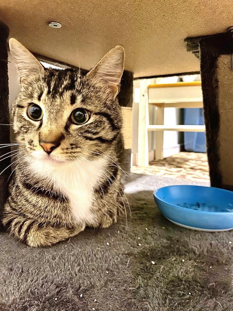 Enlarge Robbie, a Adopted mixed breed in Forest Knolls, CA image 5/6