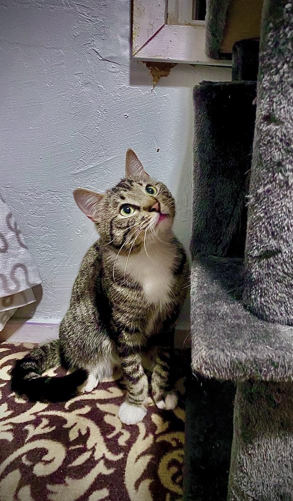 Enlarge Robbie, a Adopted mixed breed in Forest Knolls, CA image 6/6