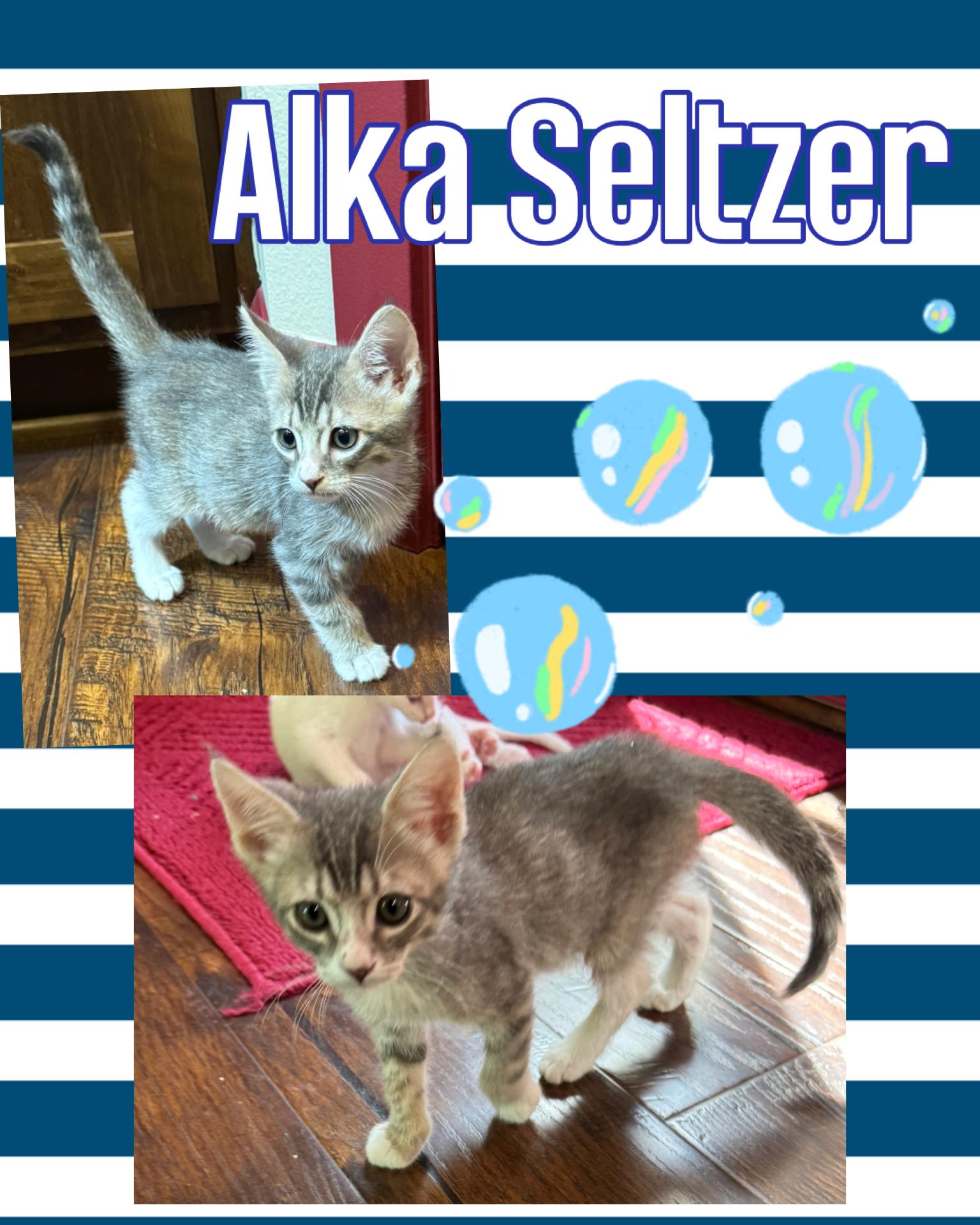 Enlarge Alka Seltzer, a ADOPTABLE Tabby in Pasco, WA image 4/4