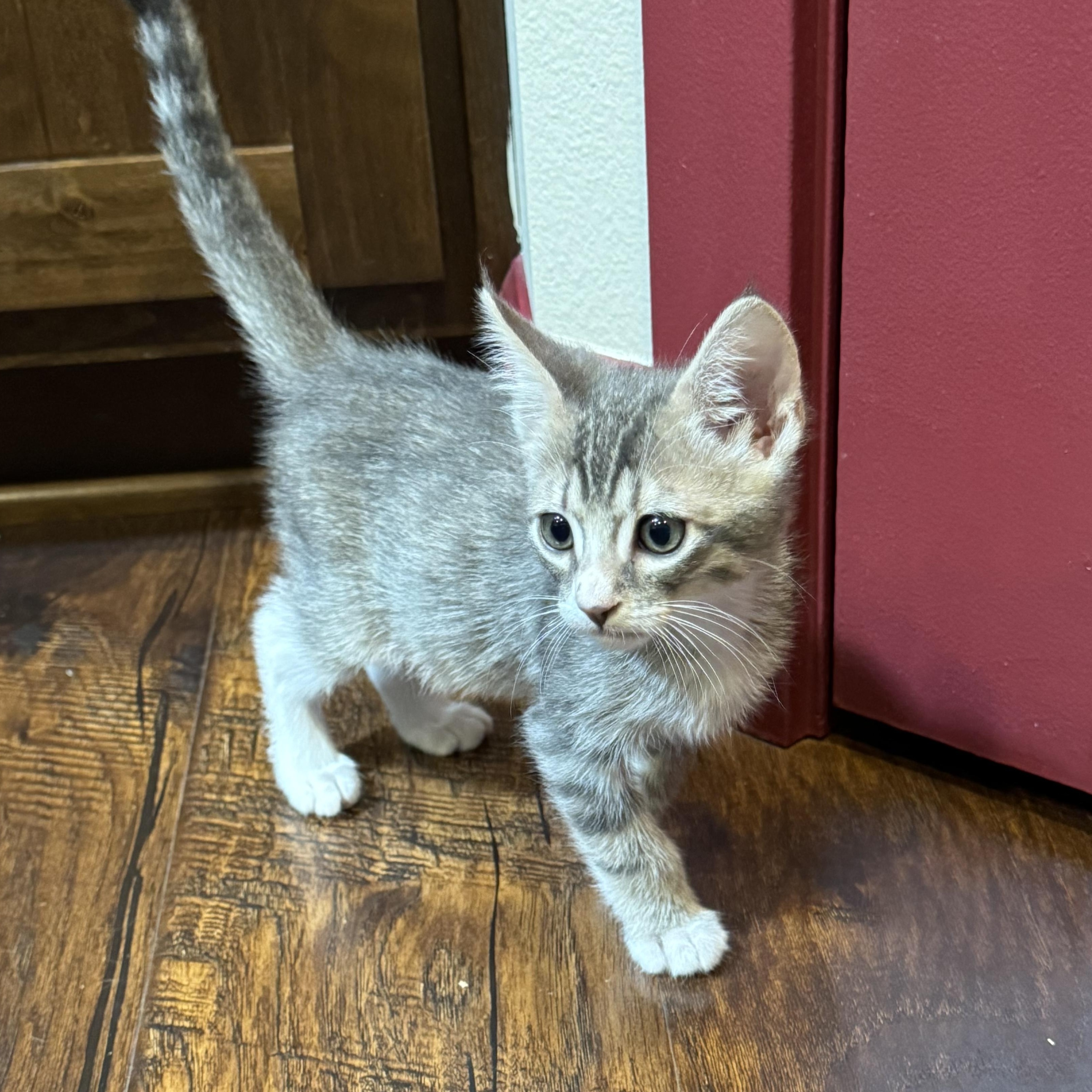 Enlarge Alka Seltzer, a ADOPTABLE Tabby in Pasco, WA image 1/4