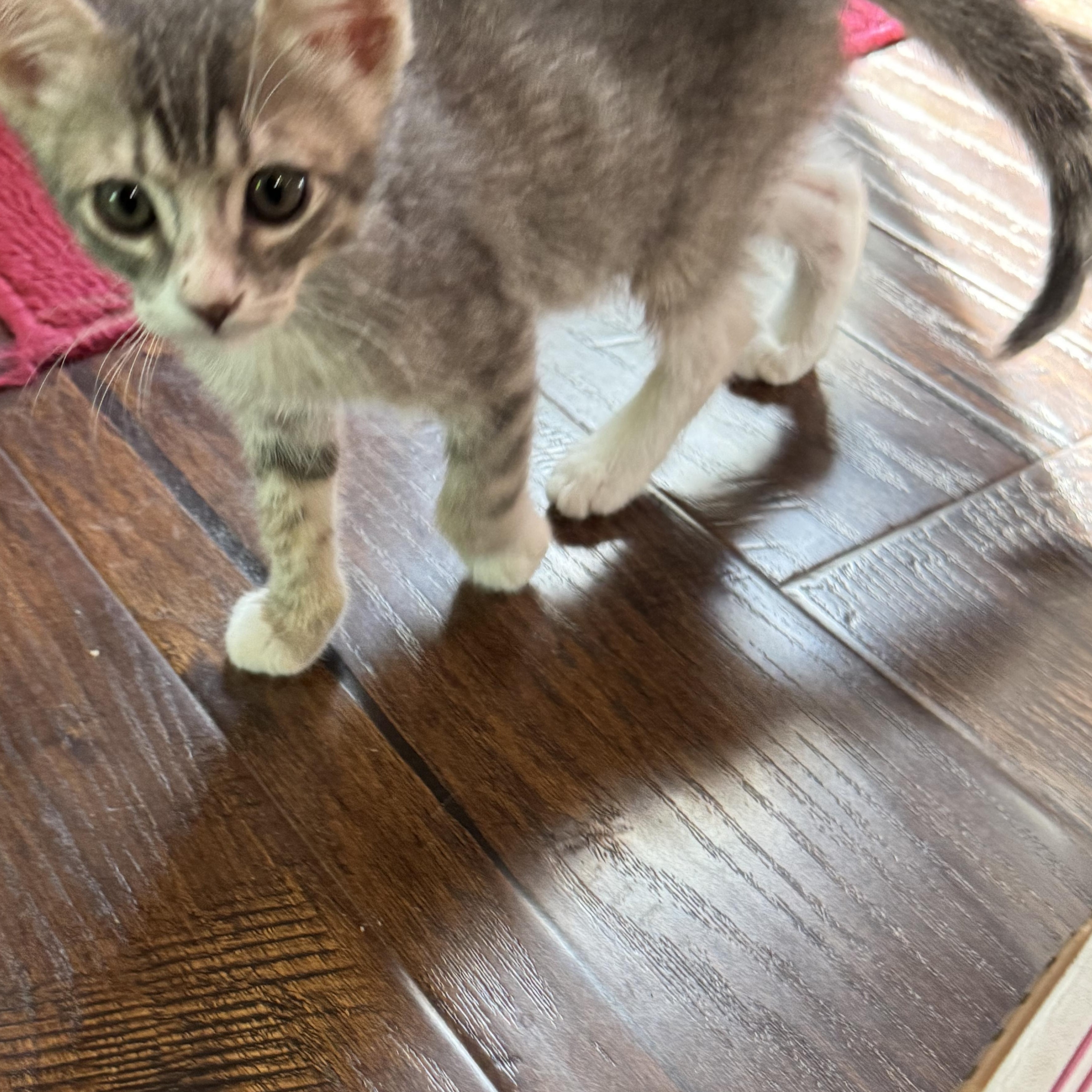 Enlarge Alka Seltzer, a ADOPTABLE Tabby in Pasco, WA image 3/4