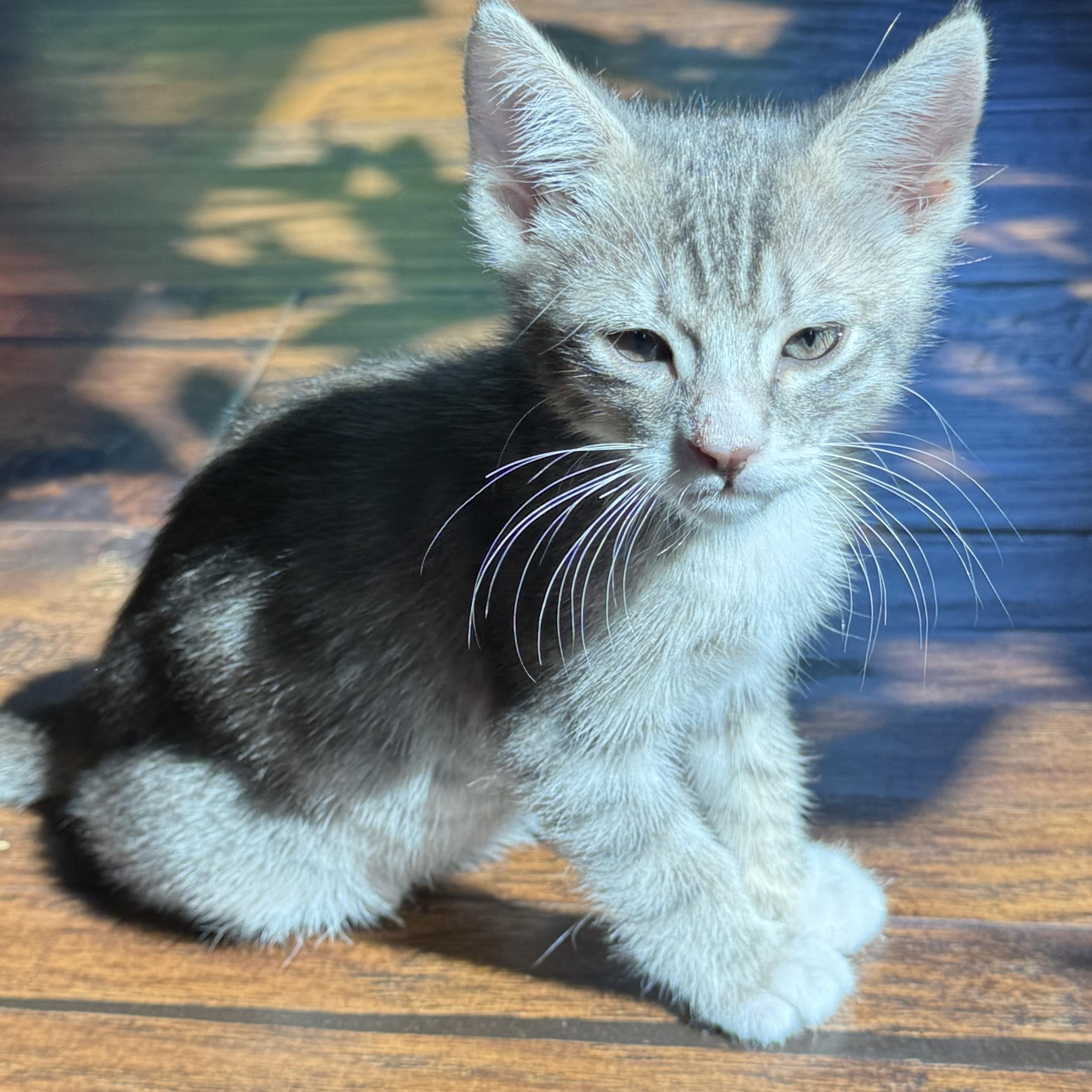 Enlarge Alka Seltzer, a ADOPTABLE Tabby in Pasco, WA image 2/4