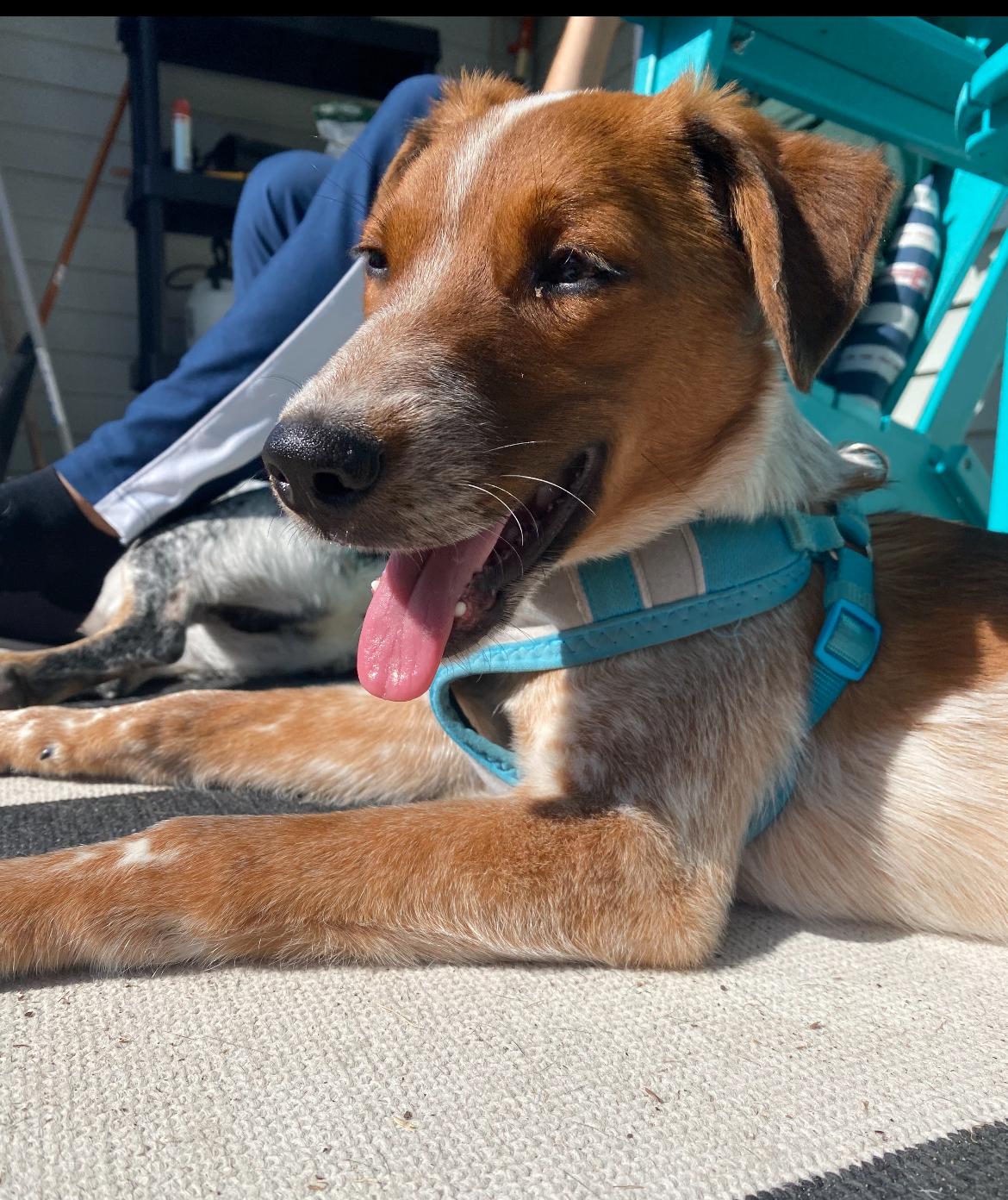 Jasper, a Adoptable mixed breed in Calabash, NC image 1/6