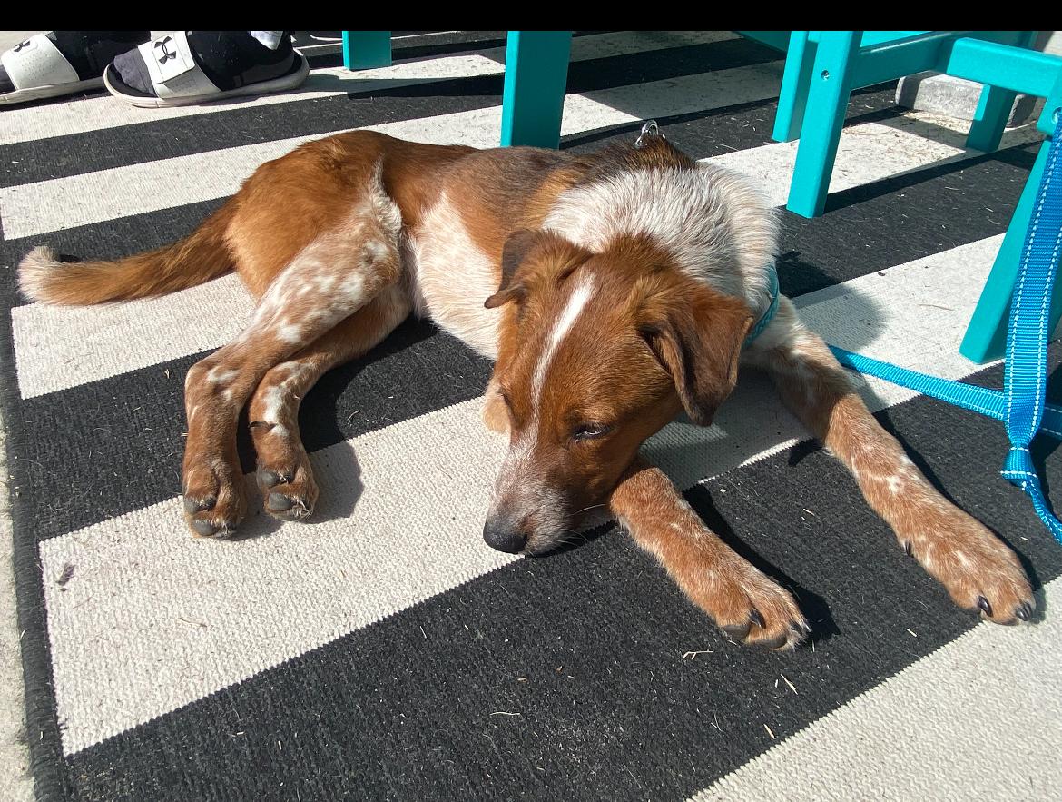 Jasper, a Adoptable mixed breed in Calabash, NC image 3/6