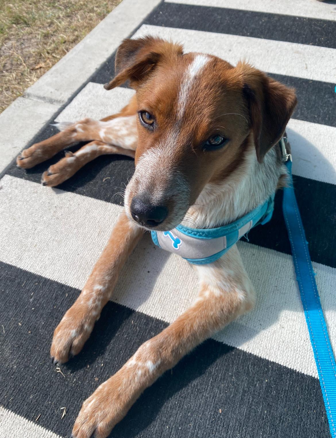 Jasper, a Adoptable mixed breed in Calabash, NC image 4/6