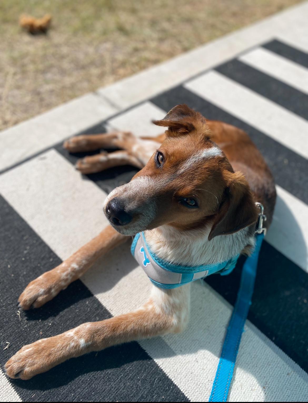 Jasper, a Adoptable mixed breed in Calabash, NC image 5/6