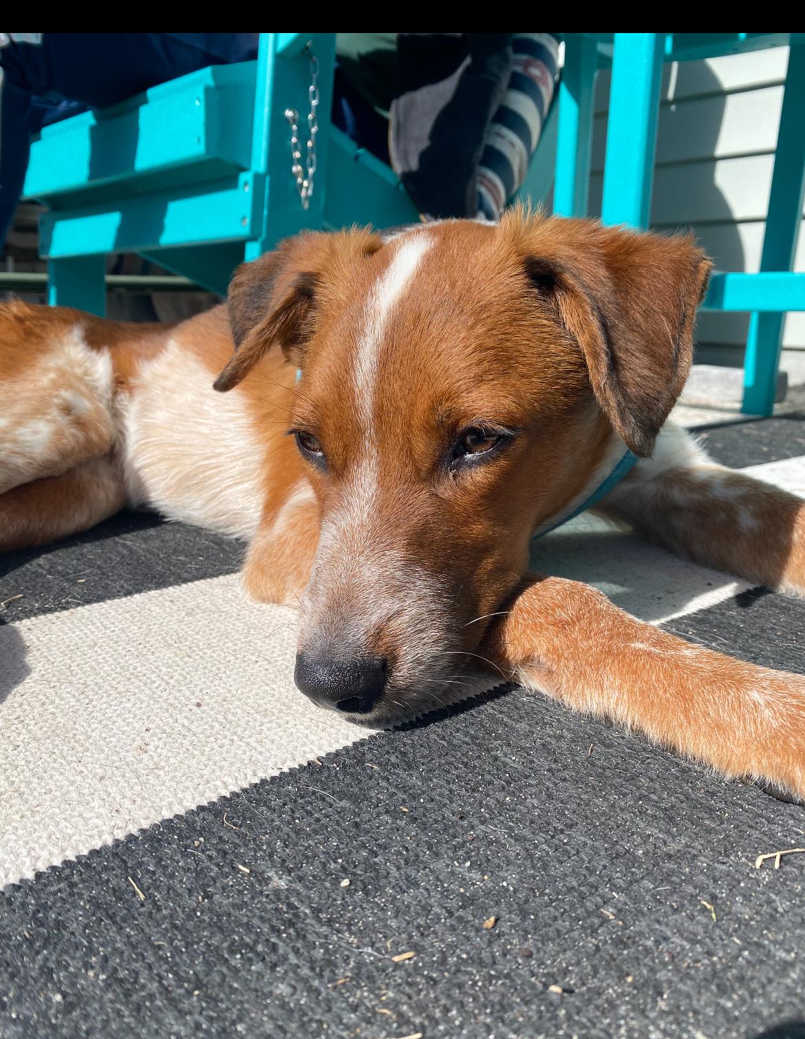 Jasper, a Adoptable mixed breed in Calabash, NC image 6/6