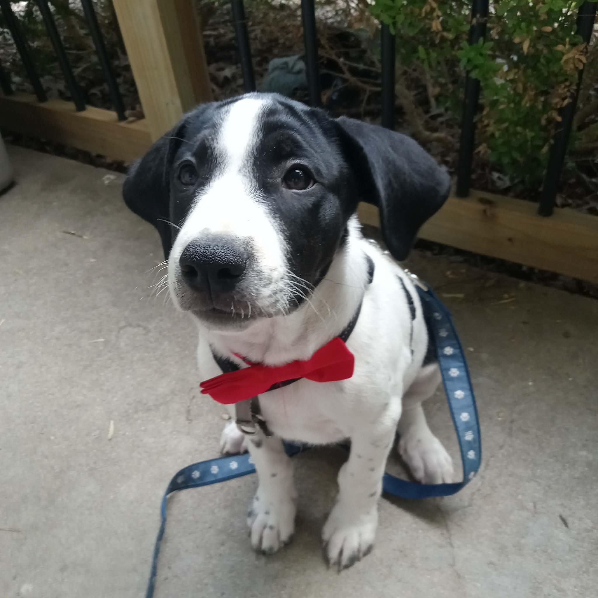 Jujube, ADOPTABLE, Puppy Male Pointer.