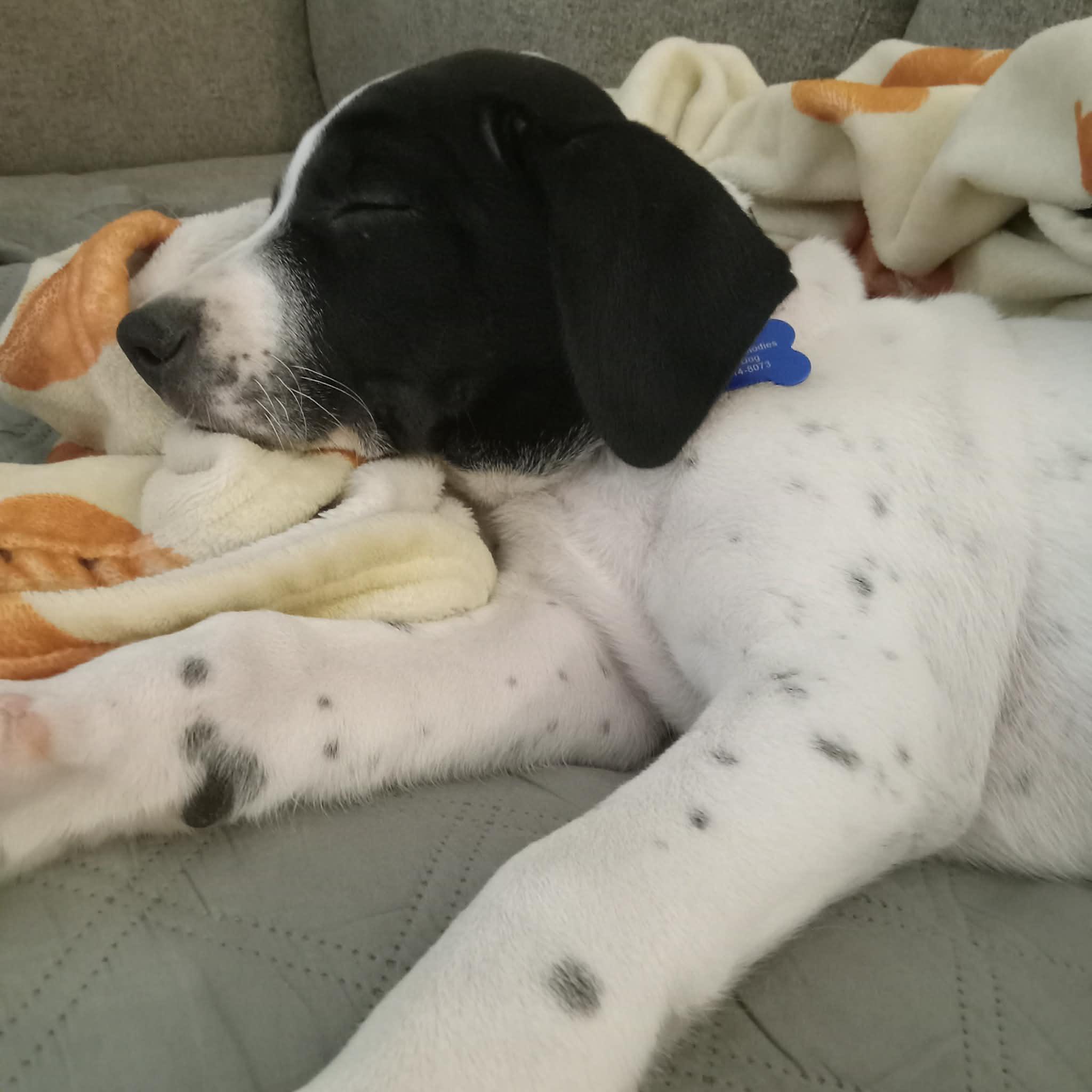 Jujube, a ADOPTABLE mixed breed in Columbia, MO image 2/5