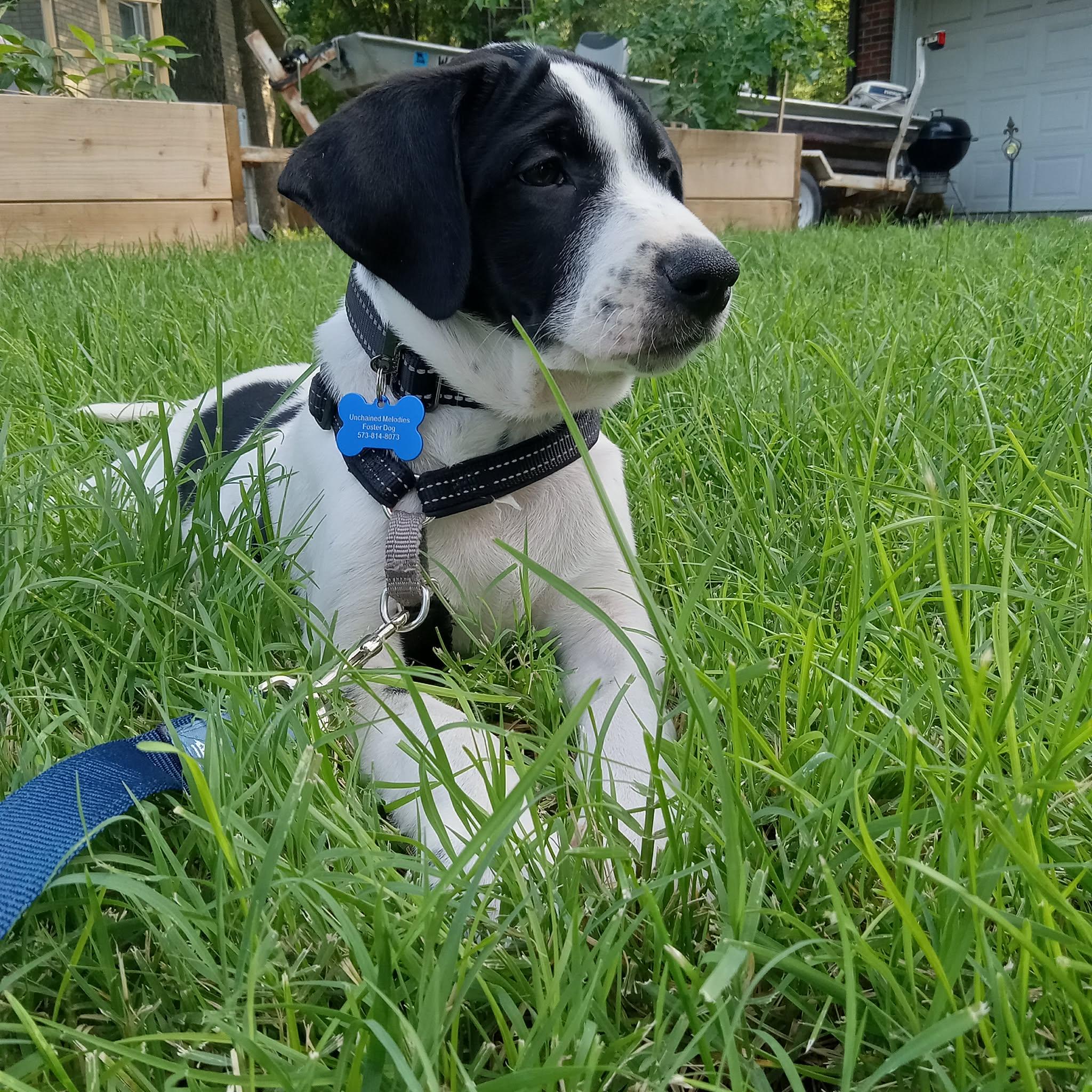 Jujube, a ADOPTABLE mixed breed in Columbia, MO image 5/5