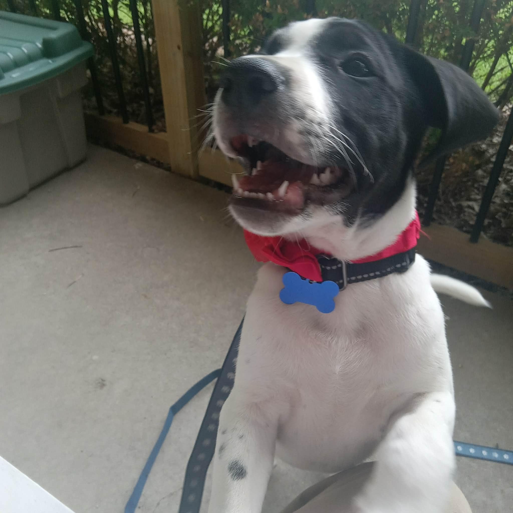 Jujube, a ADOPTABLE mixed breed in Columbia, MO image 3/5
