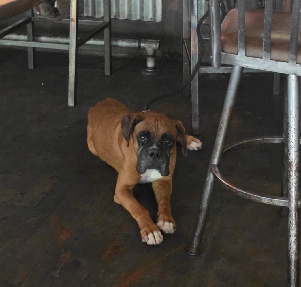 Enlarge Hoagie, a Adoptable Boxer in Stanwood, WA image 3/6
