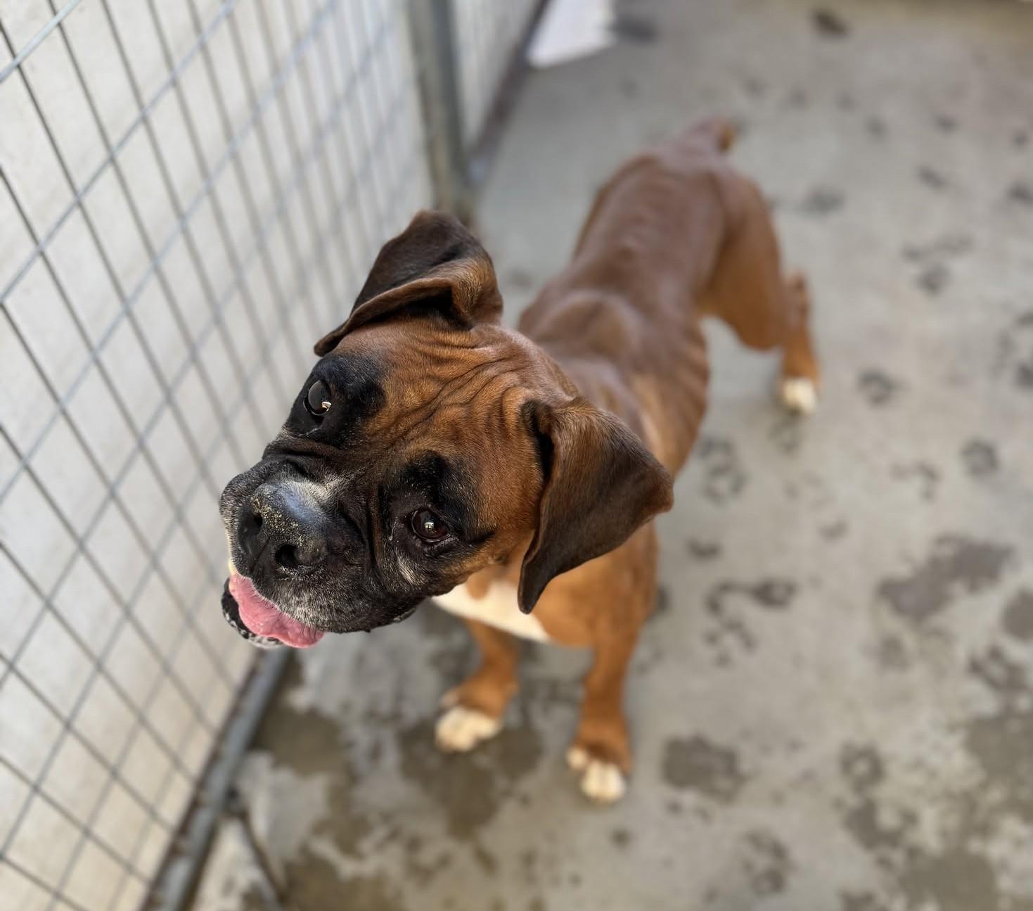 Enlarge Hoagie, a Adoptable Boxer in Stanwood, WA image 6/6