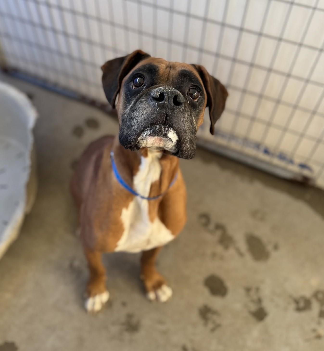 Enlarge Hoagie, a Adoptable Boxer in Stanwood, WA image 4/6