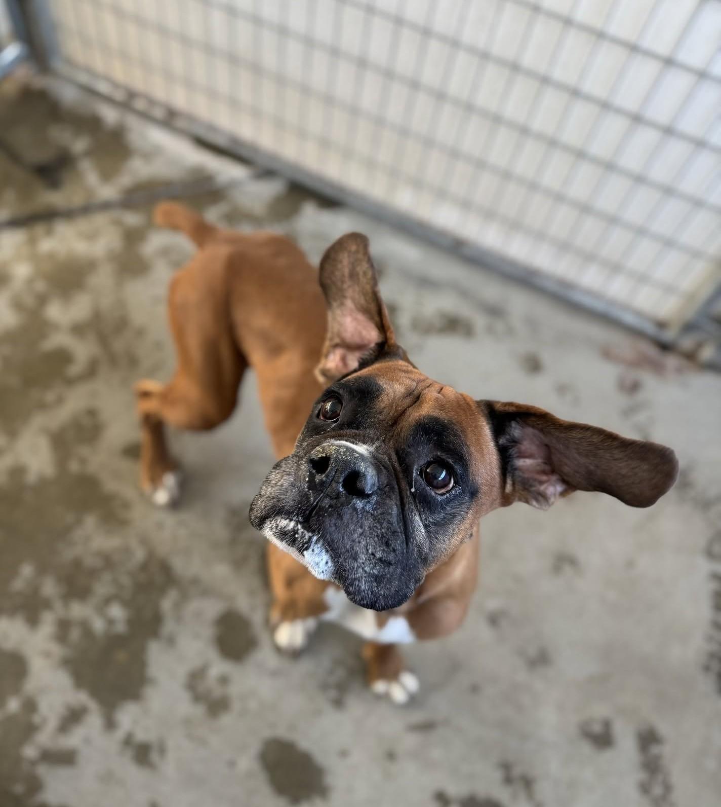 Enlarge Hoagie, a Adoptable Boxer in Stanwood, WA image 5/6