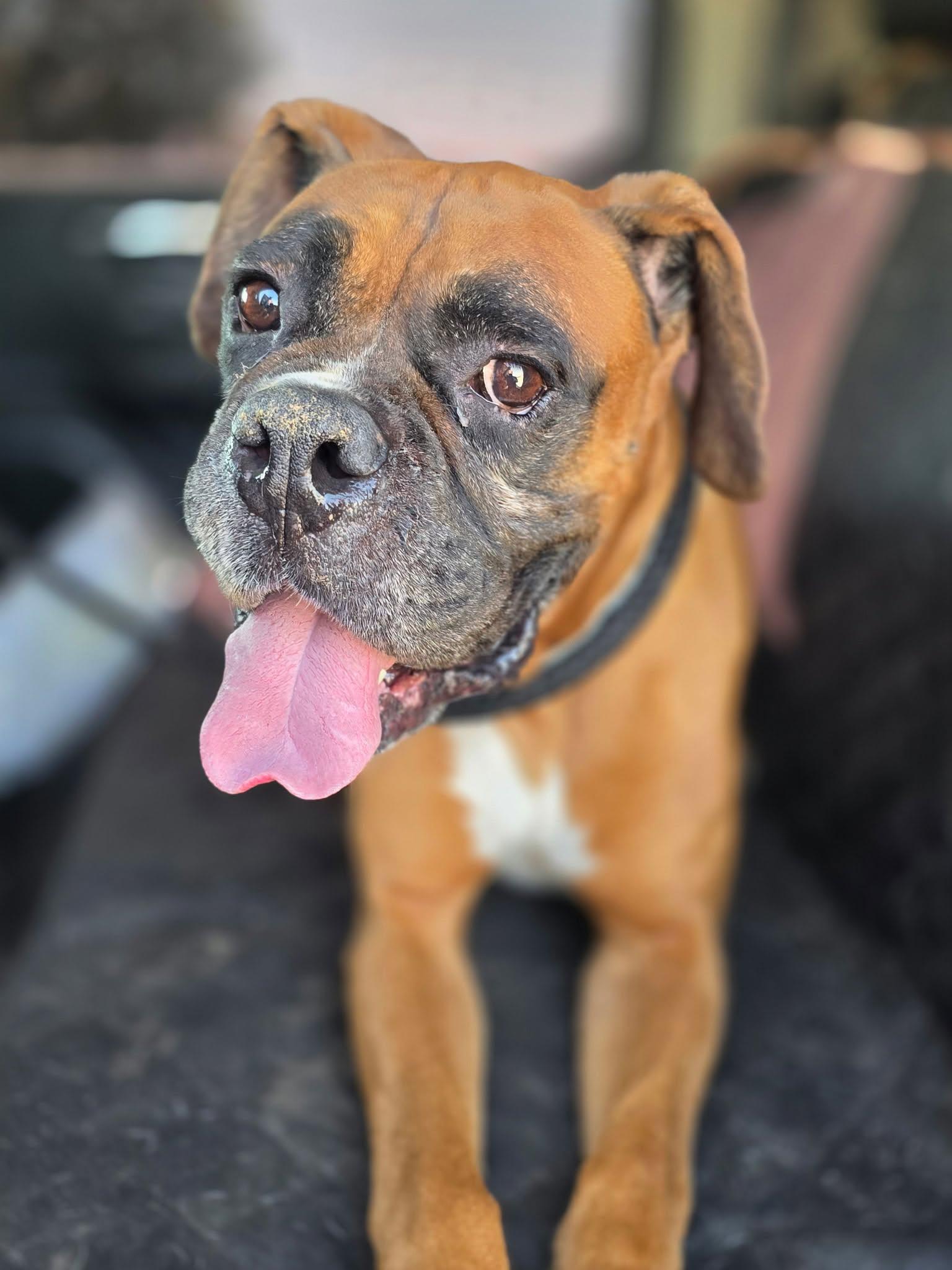 Enlarge Hoagie, a Adoptable Boxer in Stanwood, WA image 1/6