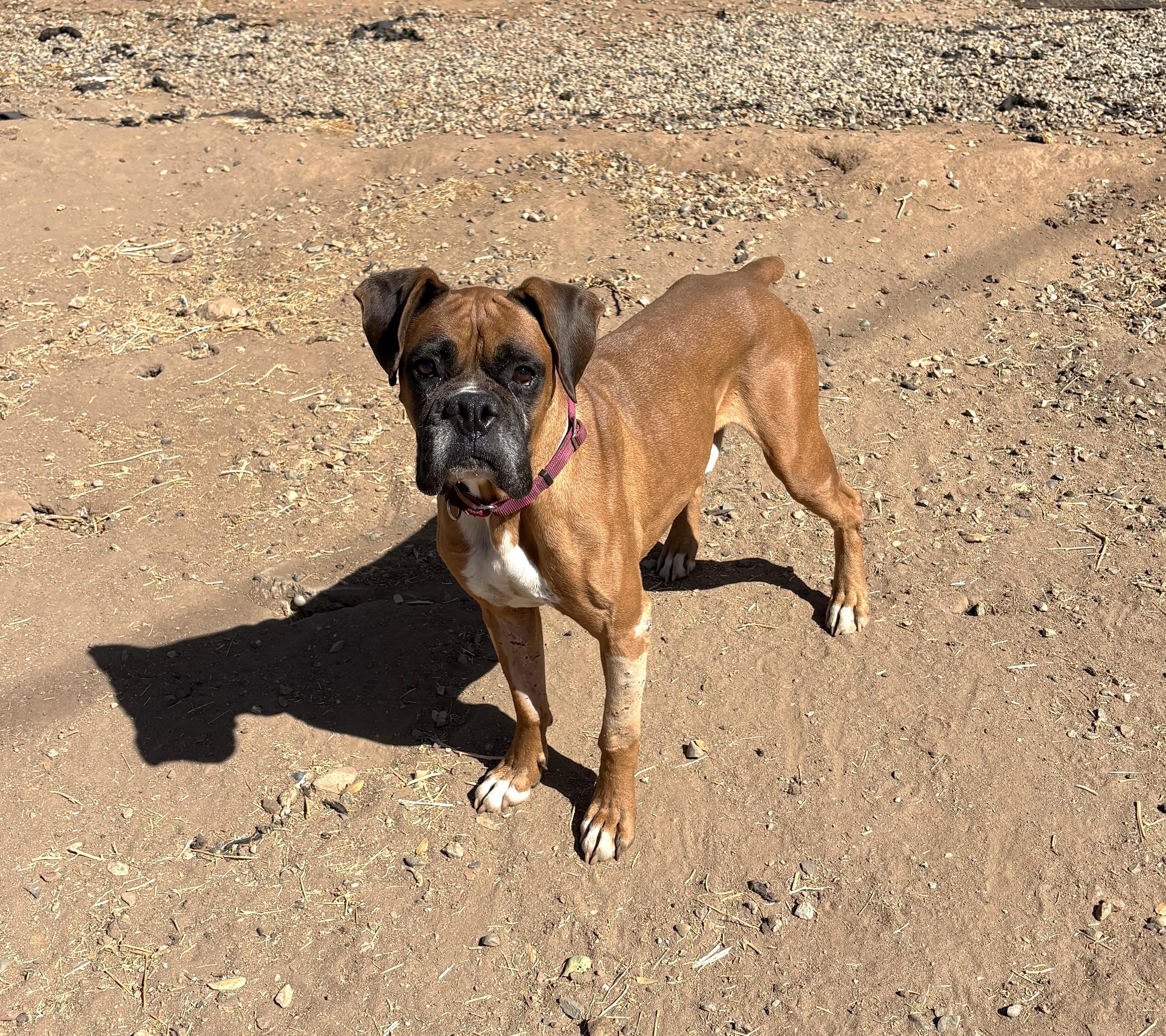 Enlarge Hoagie, a Adoptable Boxer in Stanwood, WA image 2/6
