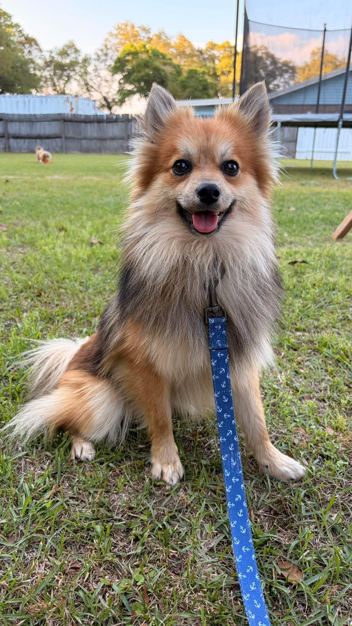 Luca, adopted, Young Male Pomeranian.