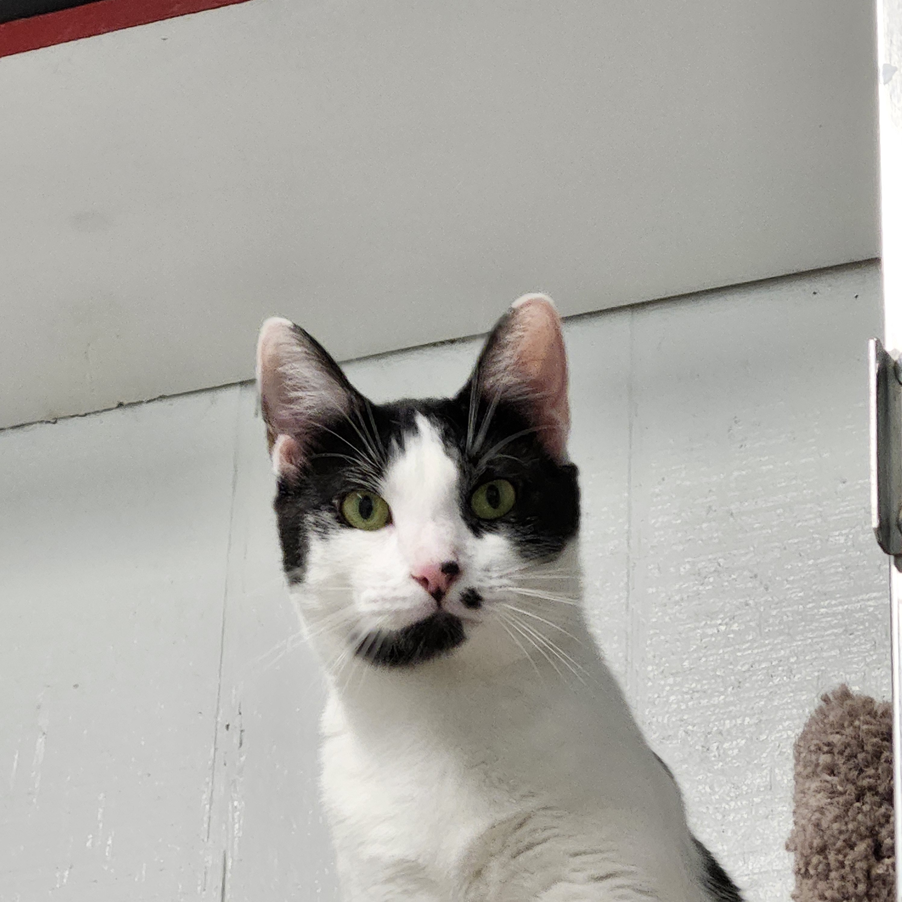 Heath J - Handsome  Hunk, Adoptable, Adult Male Domestic Short Hair.