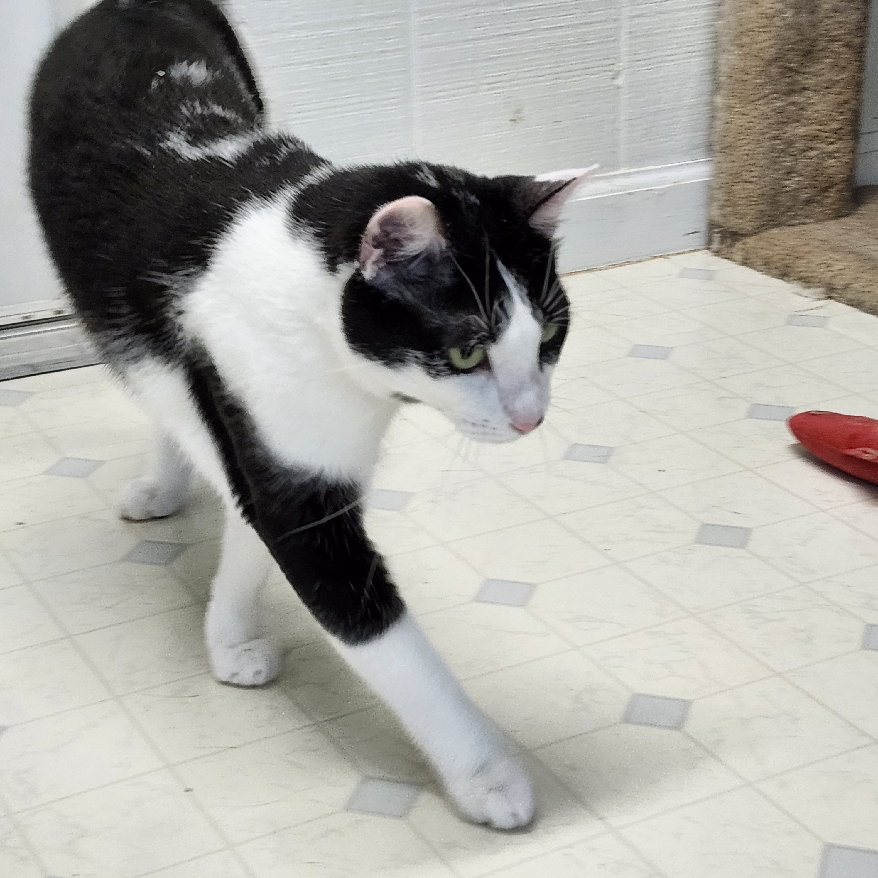 Enlarge Heath J - Handsome  Hunk, a Adoptable Domestic Short Hair in Stowe, PA image 3/4