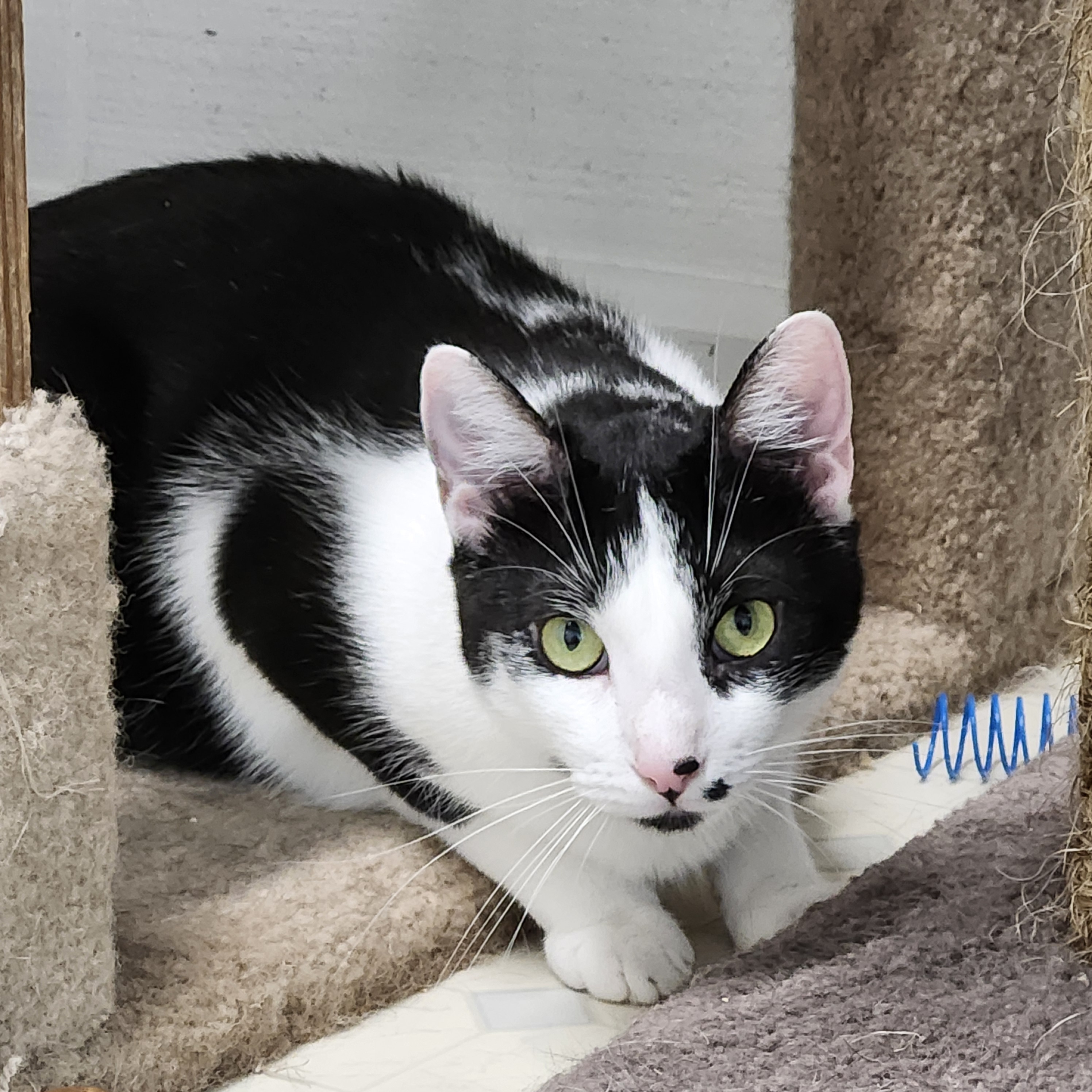 Enlarge Heath J - Handsome  Hunk, a Adoptable Domestic Short Hair in Stowe, PA image 2/4