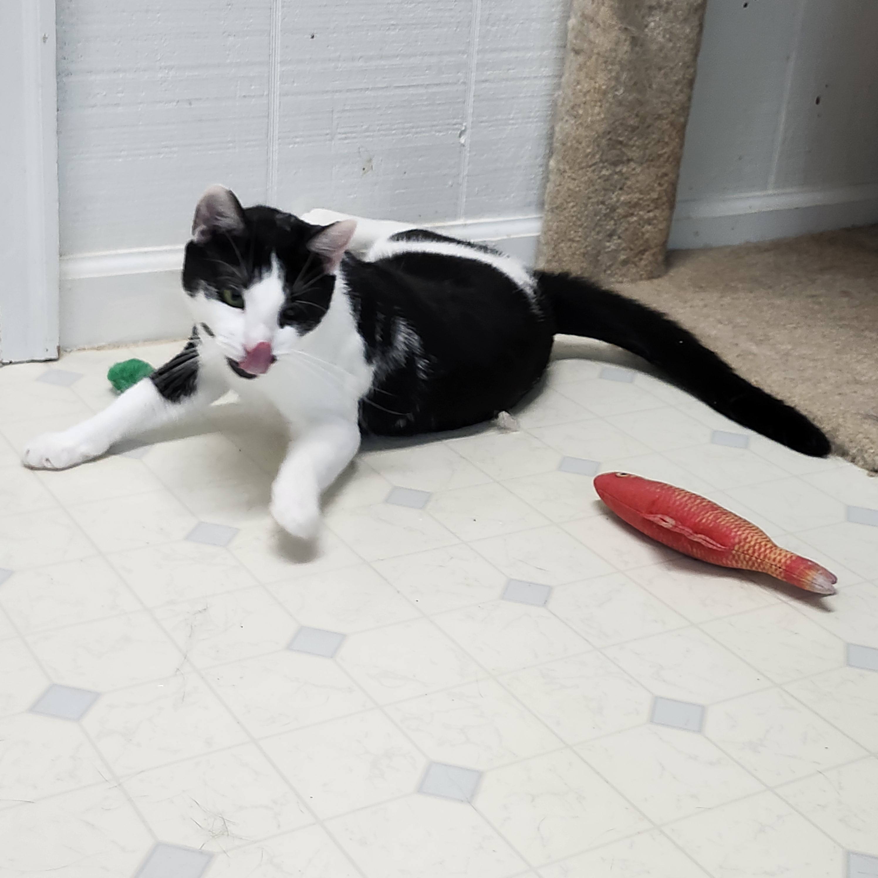 Enlarge Heath J - Handsome  Hunk, a Adoptable Domestic Short Hair in Stowe, PA image 4/4