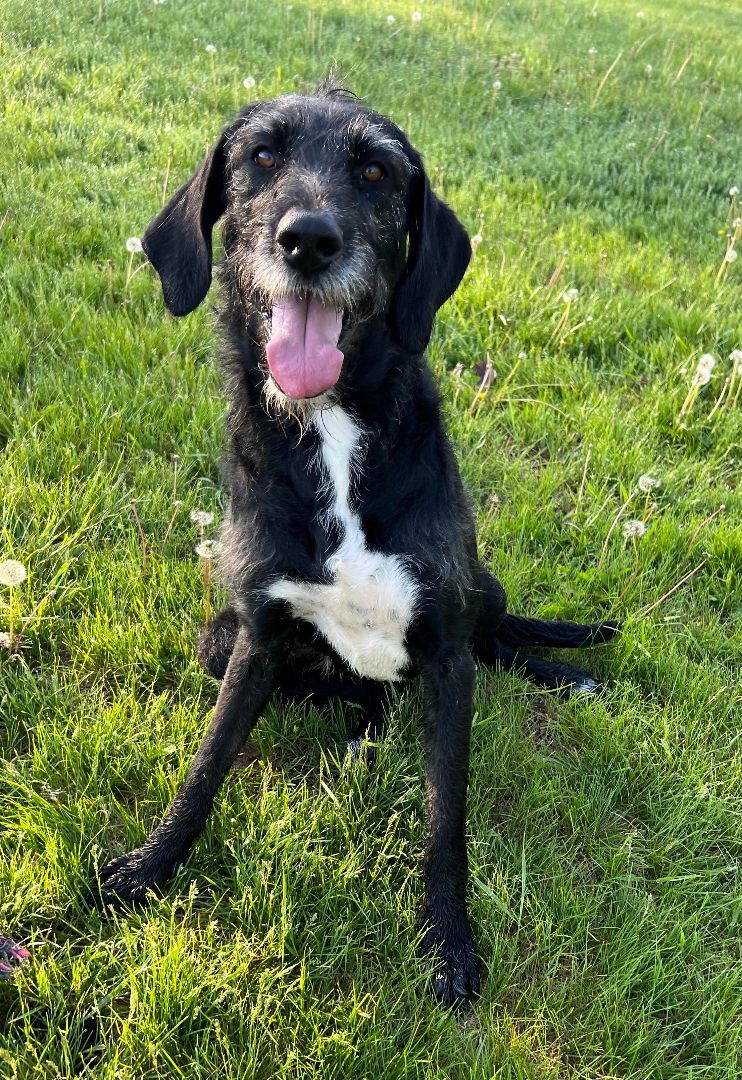 Enlarge Rosella, a Adoptable mixed breed in Auburn, NE image 4/4