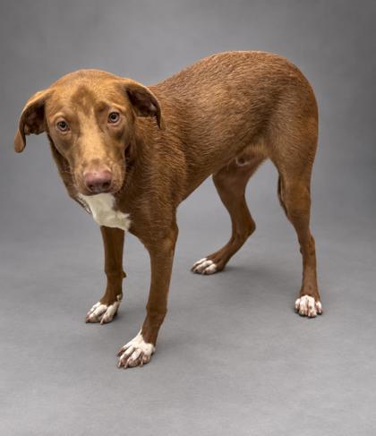 Enlarge Draco, a Adoptable mixed breed in Bowling Green, KY image 1/3