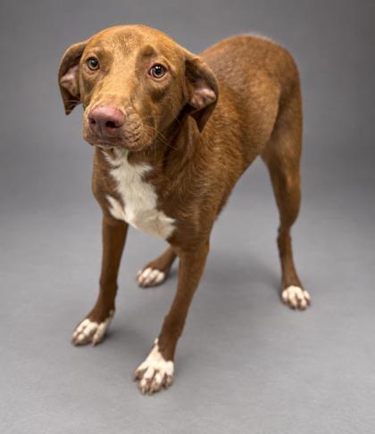 Enlarge Draco, a Adoptable mixed breed in Bowling Green, KY image 2/3