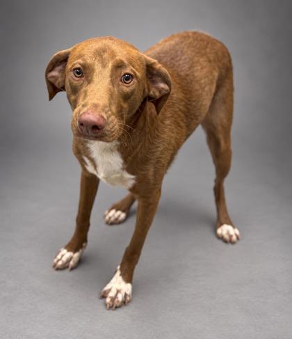 Enlarge Draco, a Adoptable mixed breed in Bowling Green, KY image 3/3