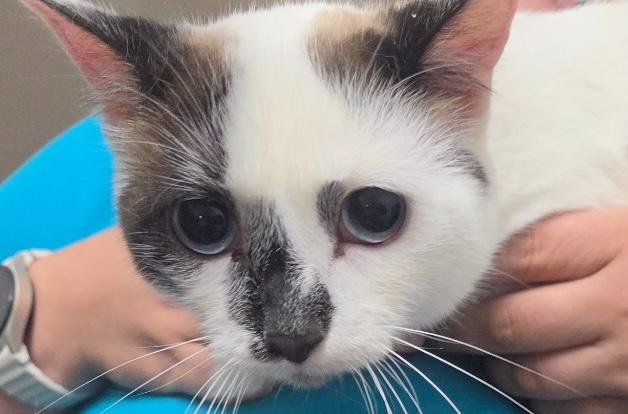 Saghosa, Adoptable, Young Female Domestic Short Hair.