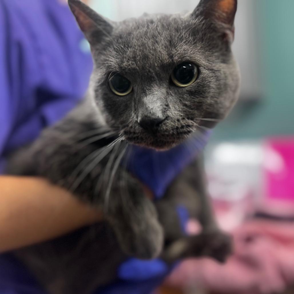 Enlarge Jennifer, a Adoptable Domestic Short Hair in Starkville, MS image 1/1