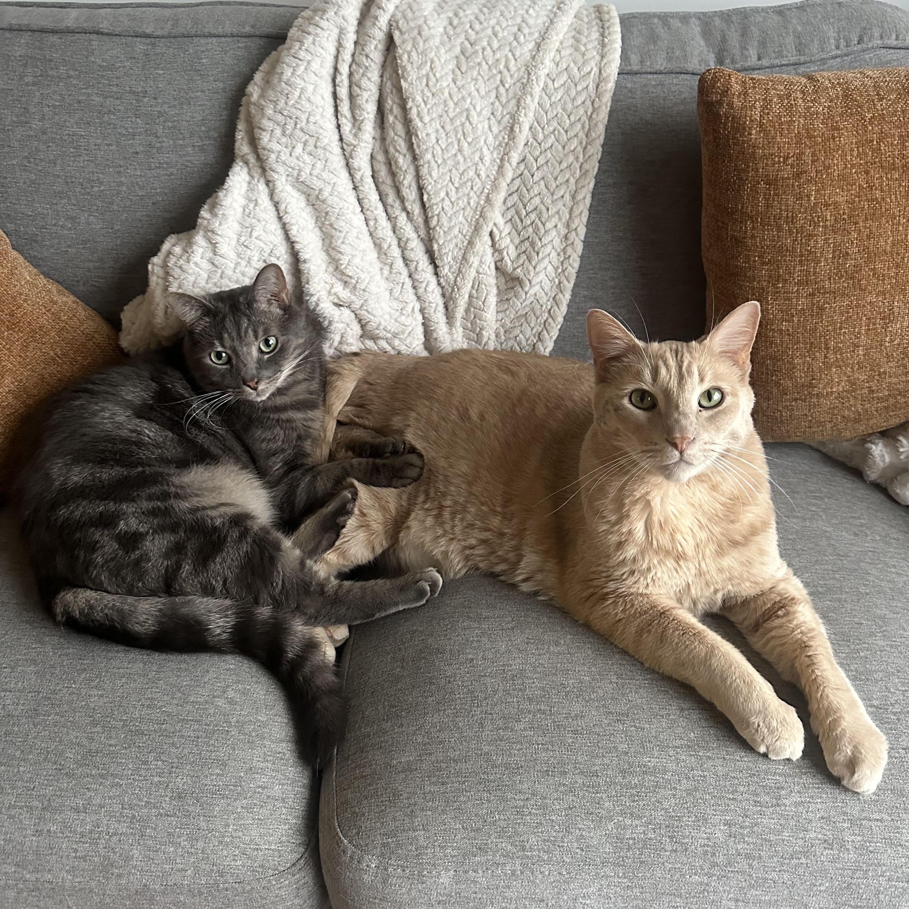 Enlarge Cairo and Callulah, a Adopted Tabby in Wadsworth, IL image 1/6