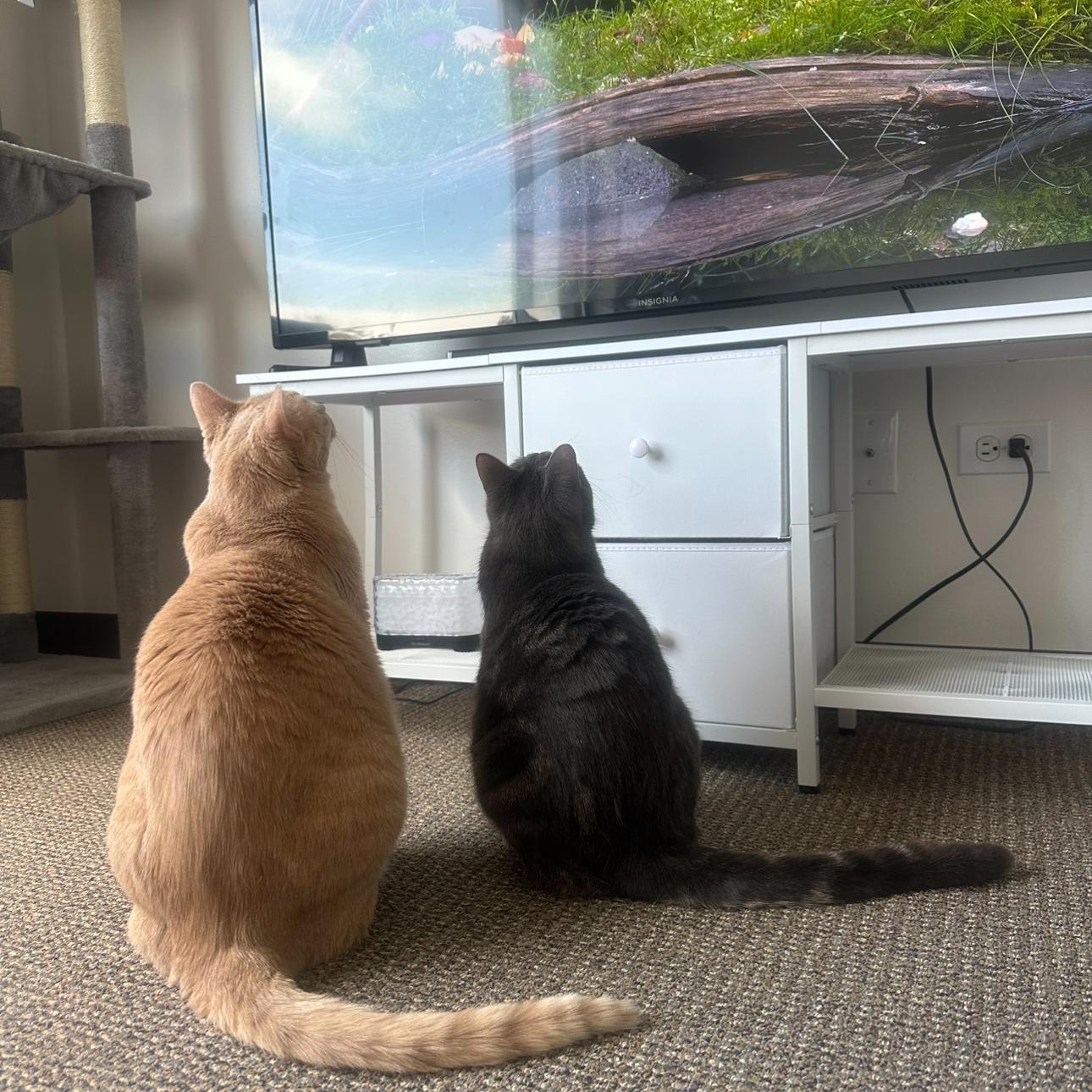 Enlarge Cairo and Callulah, a Adopted Tabby in Wadsworth, IL image 4/6