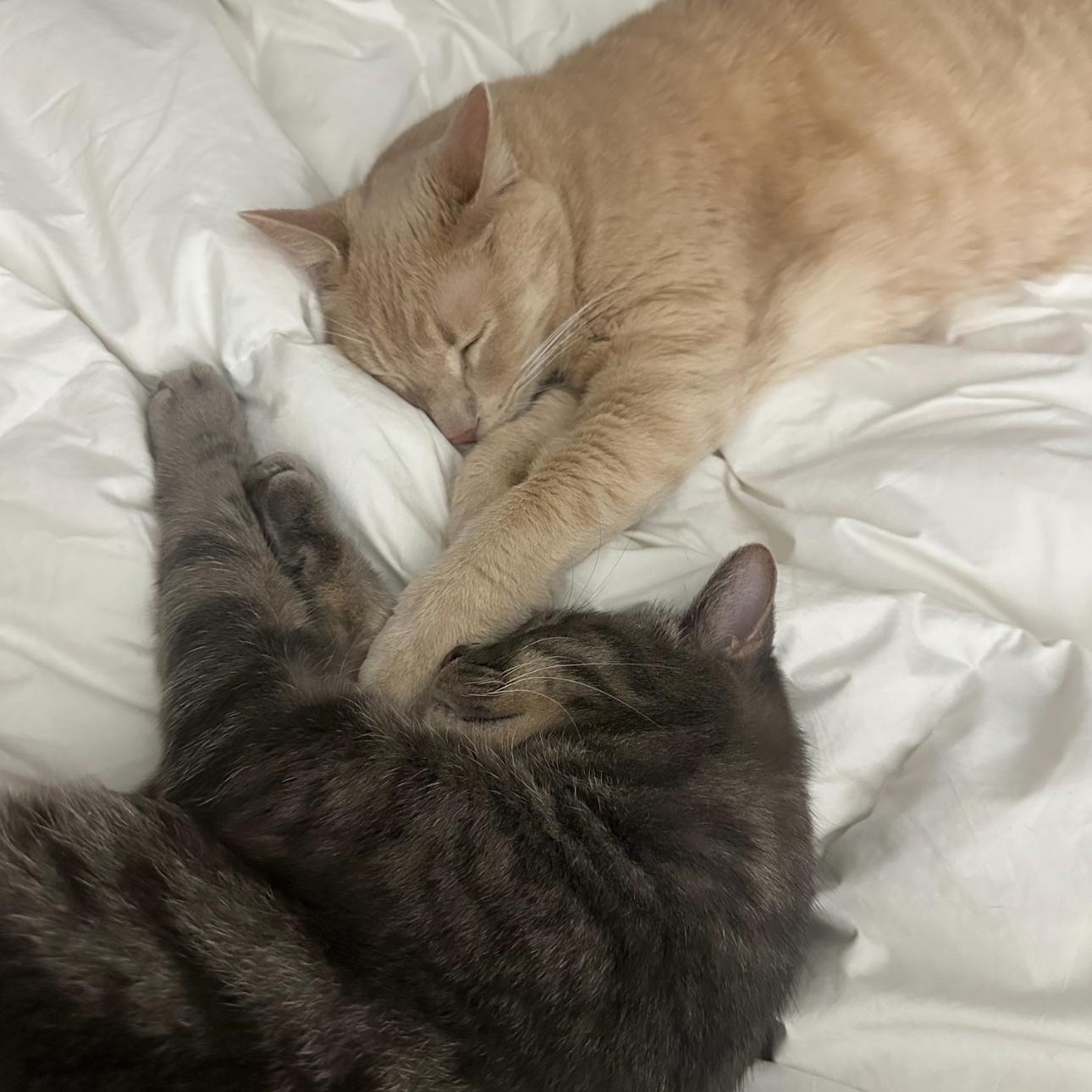 Enlarge Cairo and Callulah, a Adopted Tabby in Wadsworth, IL image 5/6