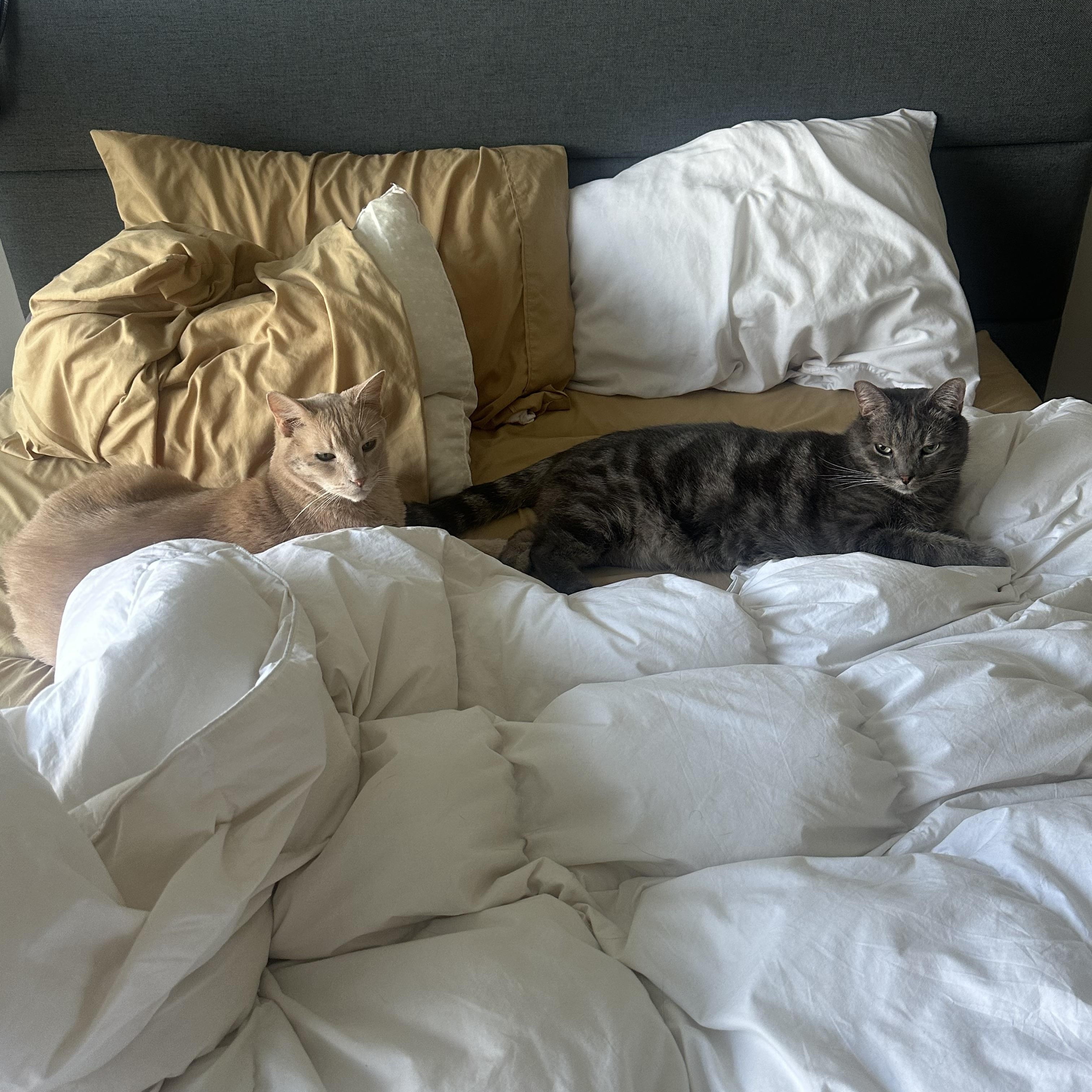Enlarge Cairo and Callulah, a Adopted Tabby in Wadsworth, IL image 2/6