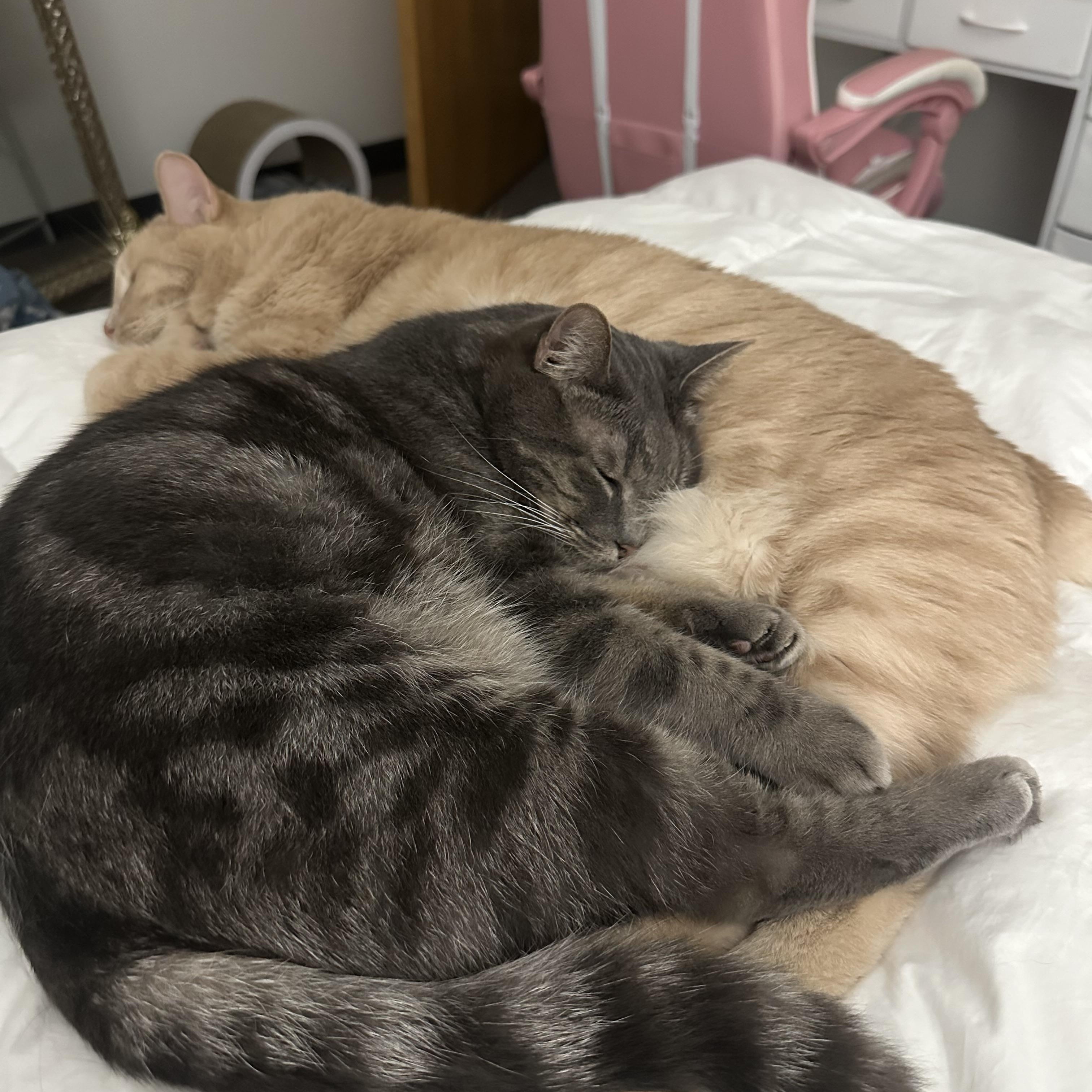 Enlarge Cairo and Callulah, a Adopted Tabby in Wadsworth, IL image 6/6