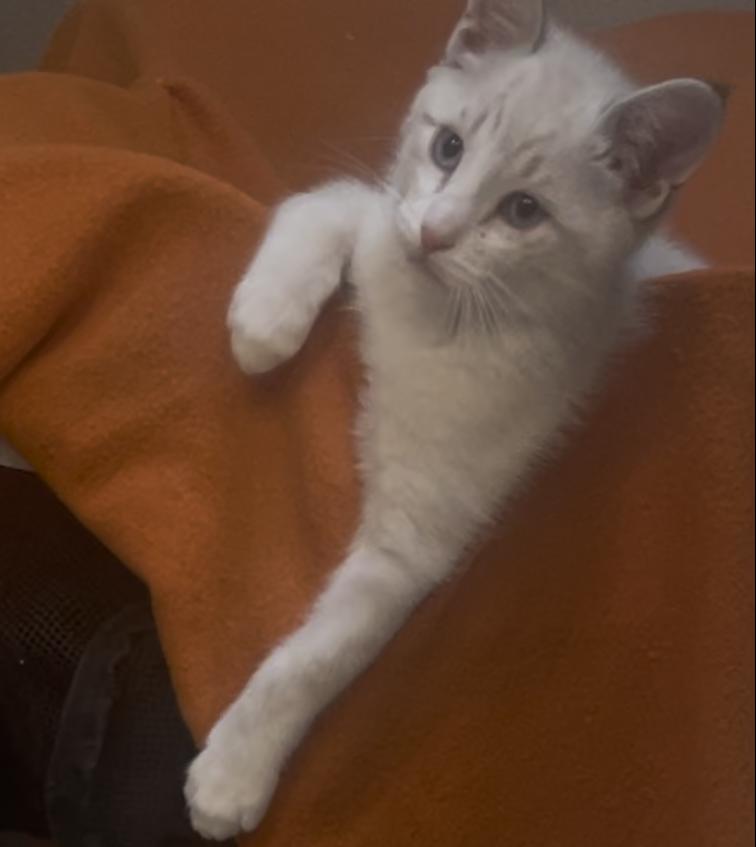Devo, an adopted mixed breed in Albuquerque, NM image 2/3