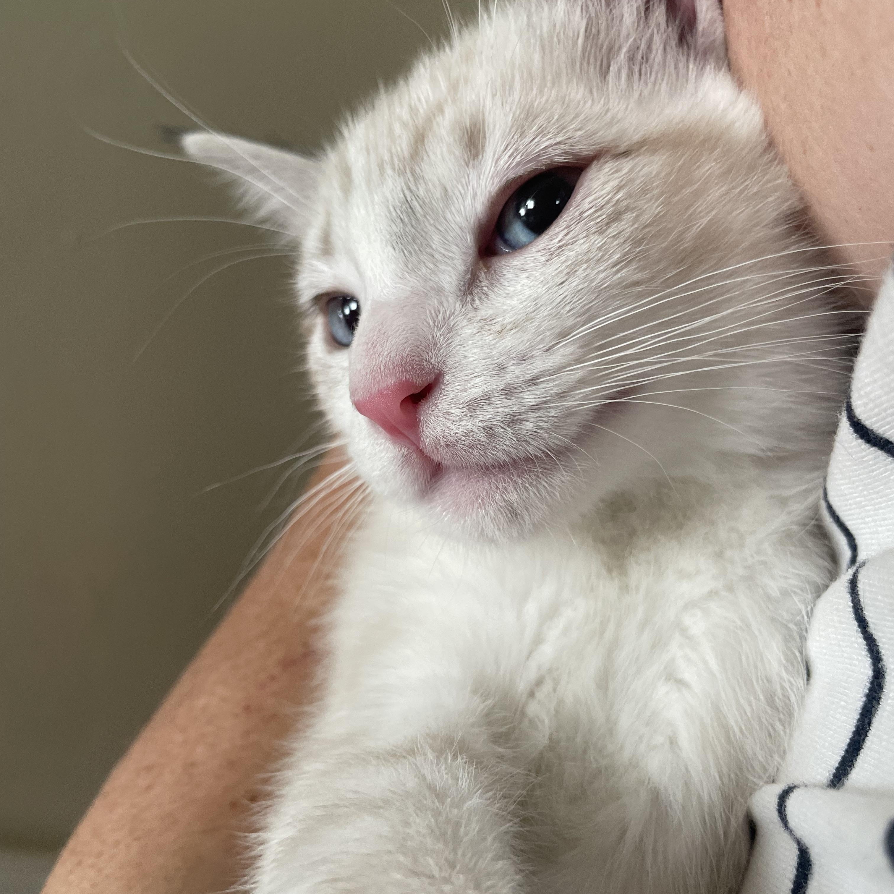 Devo, an adopted mixed breed in Albuquerque, NM image 1/3