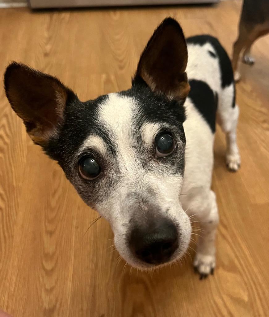 JR, Adoptable, Senior Male Rat Terrier.