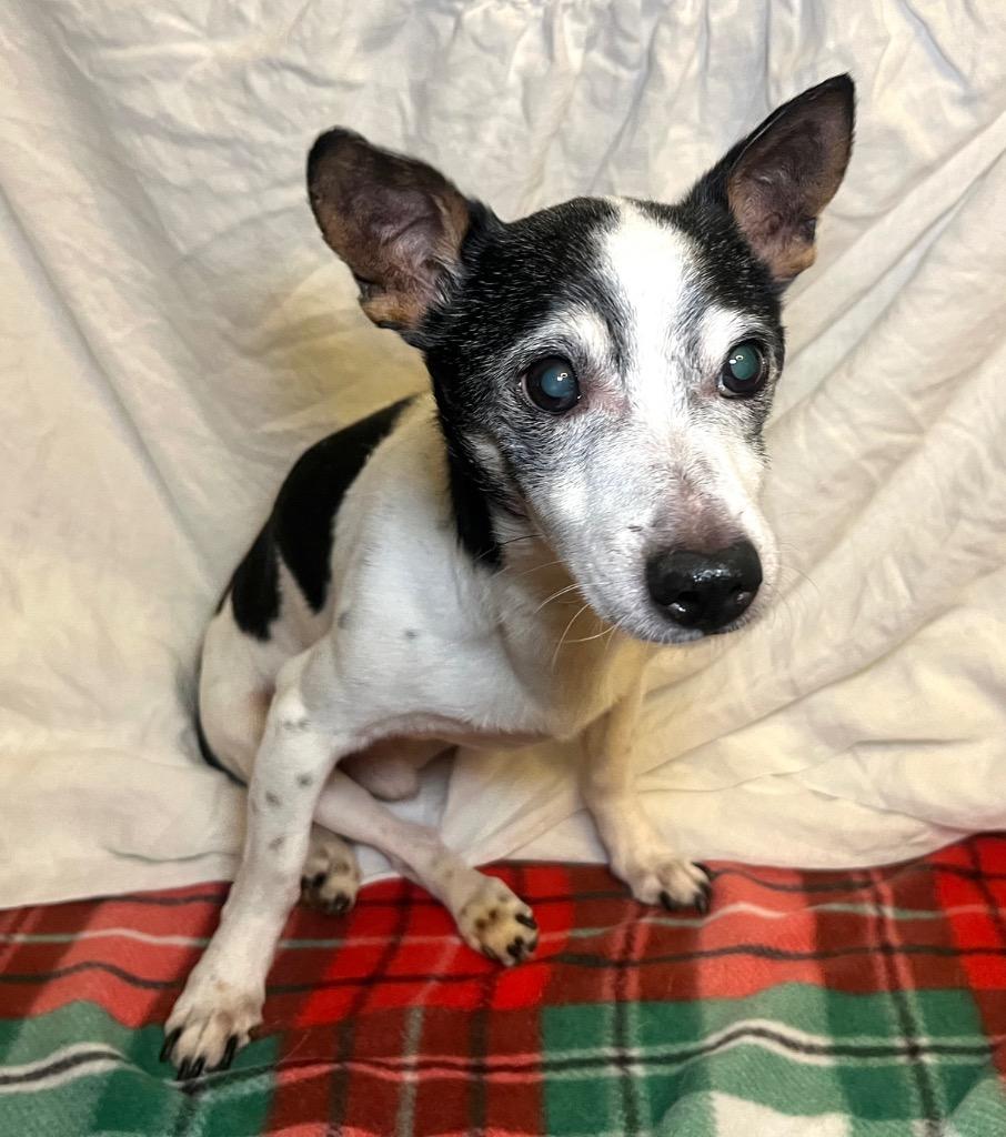 JR, Adoptable, Senior Male Rat Terrier.
