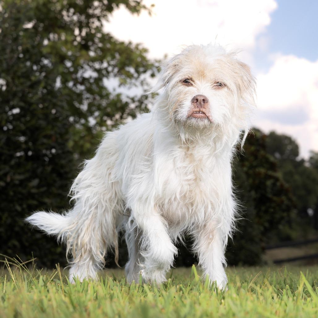 Freyja, Adoptable, Senior Female Jack Russell Terrier & Border Terrier.