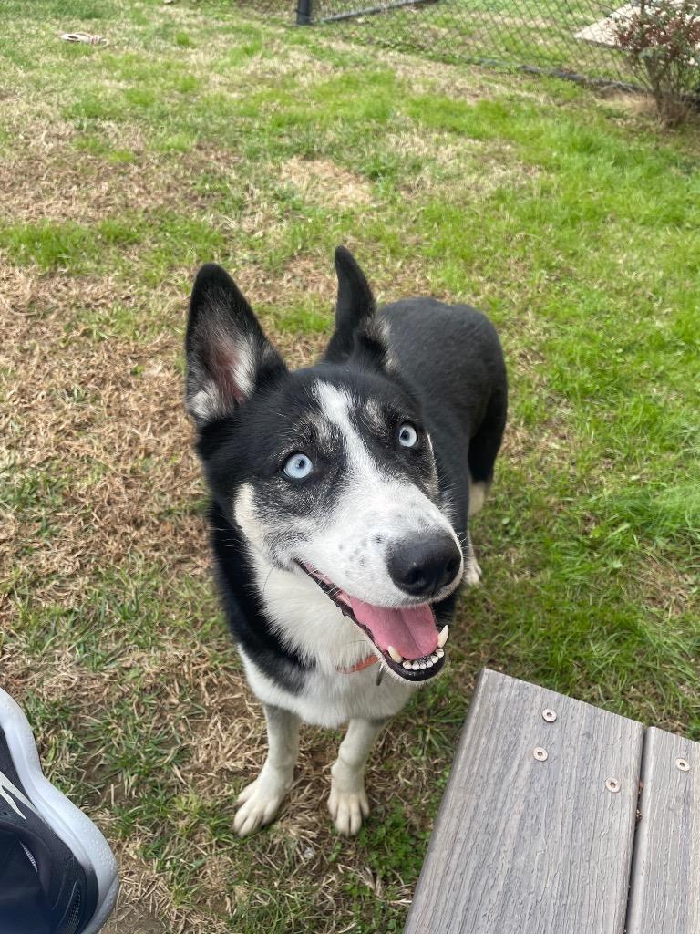 Glow, Adoptable, Adult Female Husky.