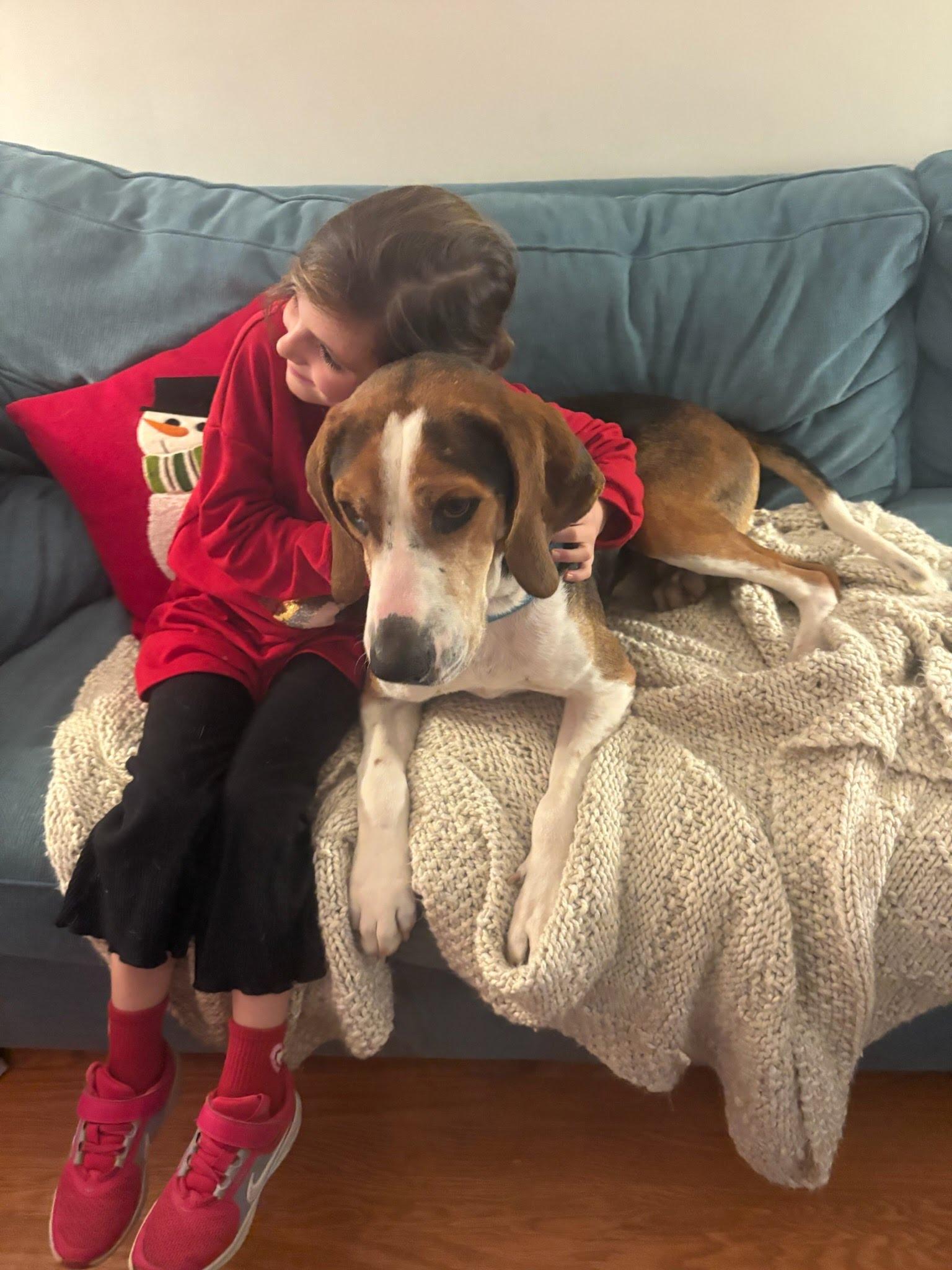 Herald, a ADOPTABLE mixed breed in Oswego, IL image 5/6