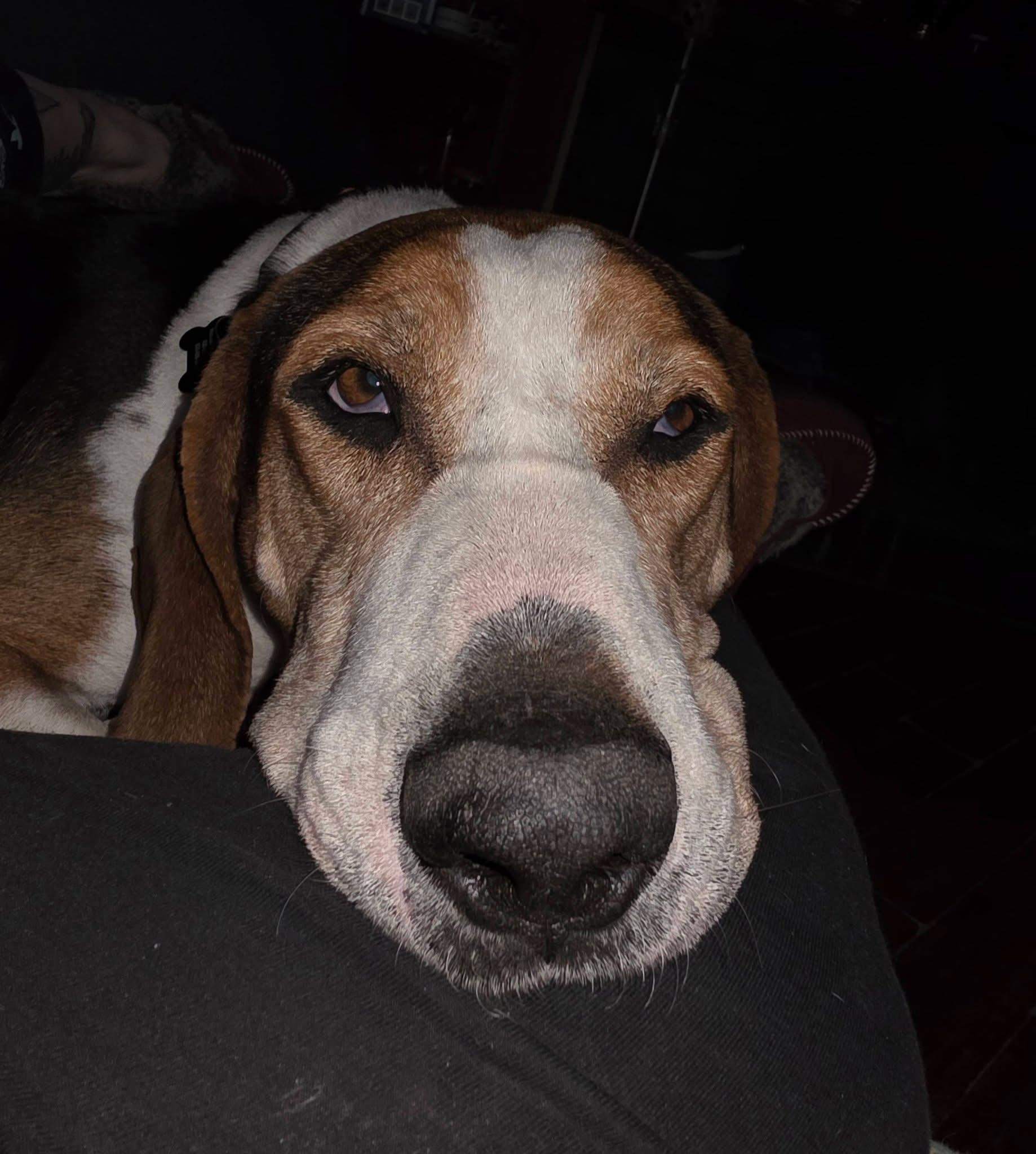 Herald, ADOPTABLE, Adult Male Black and Tan Coonhound & Treeing Walker Coonhound.