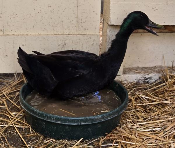 Clover, Adoptable, Baby Male Duck.