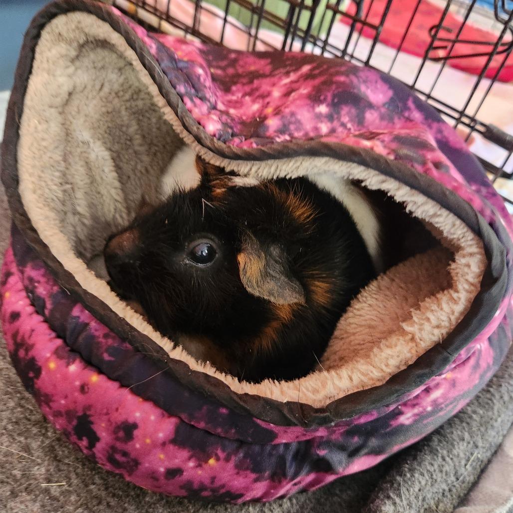 Enlarge Holly, a Adoptable Guinea Pig in Brockton, MA image 1/1