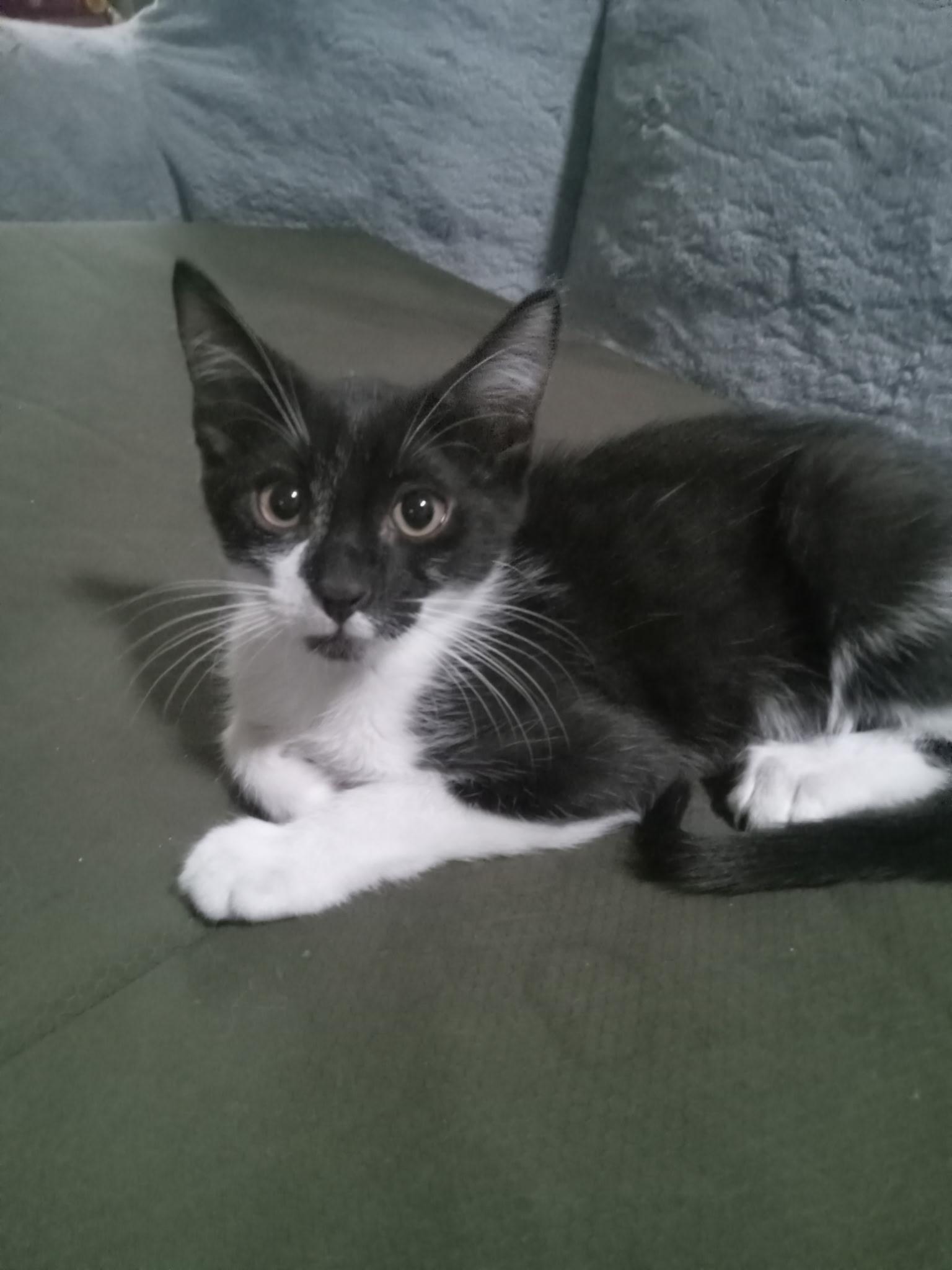 Bucky, Adoptable, Kitten Male Domestic Short Hair.