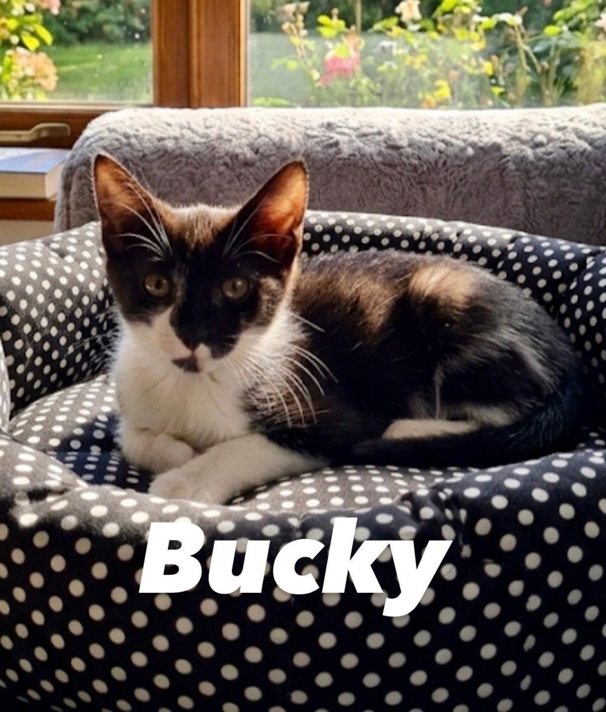 Bucky, a Adoptable Domestic Short Hair in Chandler, AZ image 2/3